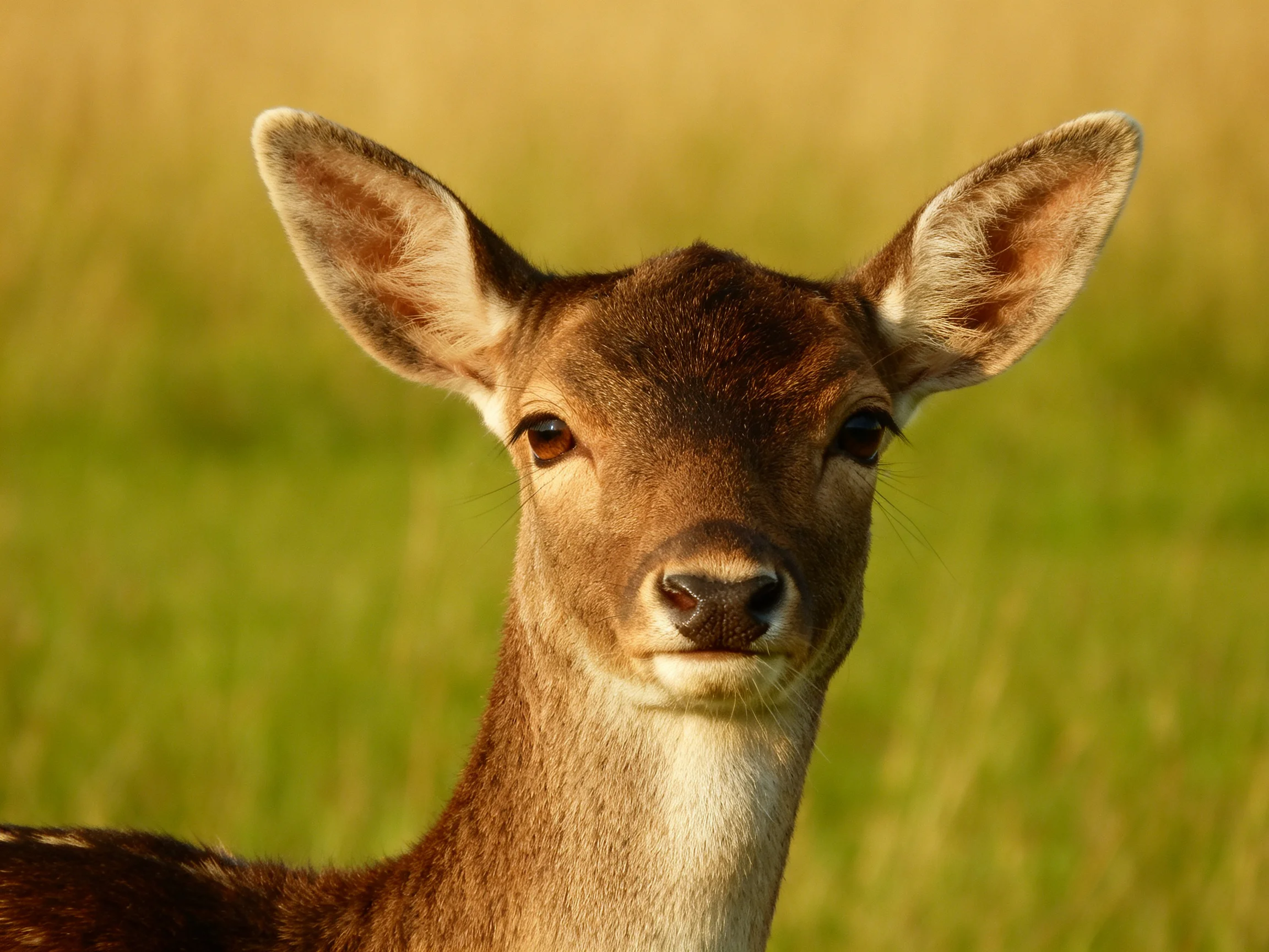 A young deer with large ears in a sunlit green meadow
