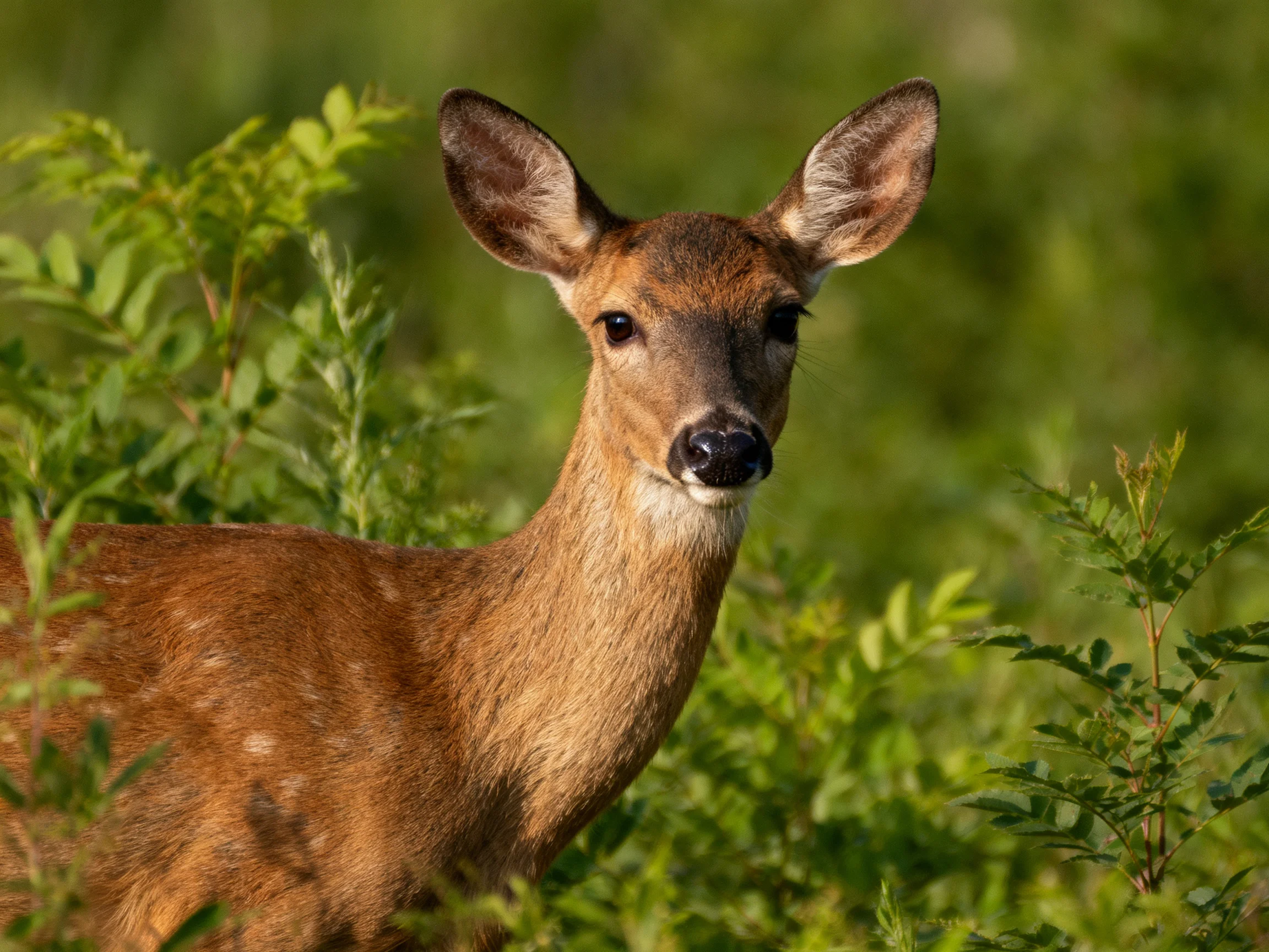 A young deer stands among lush green foliage in a sunlit natural setting.