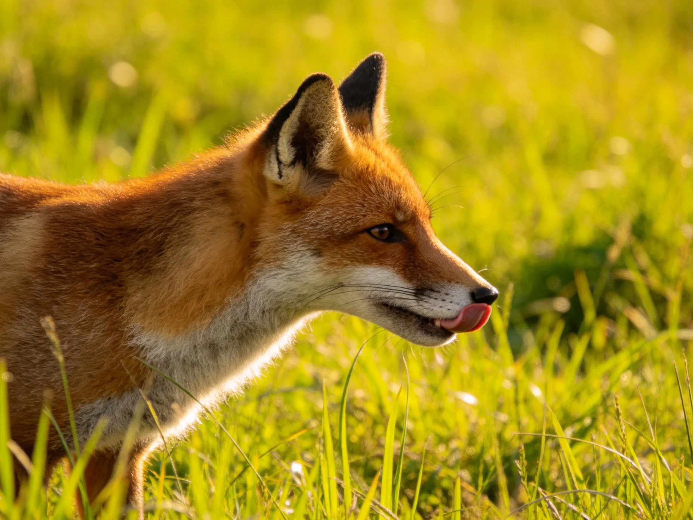 A fox with reddish fur explores sunlit green grass.