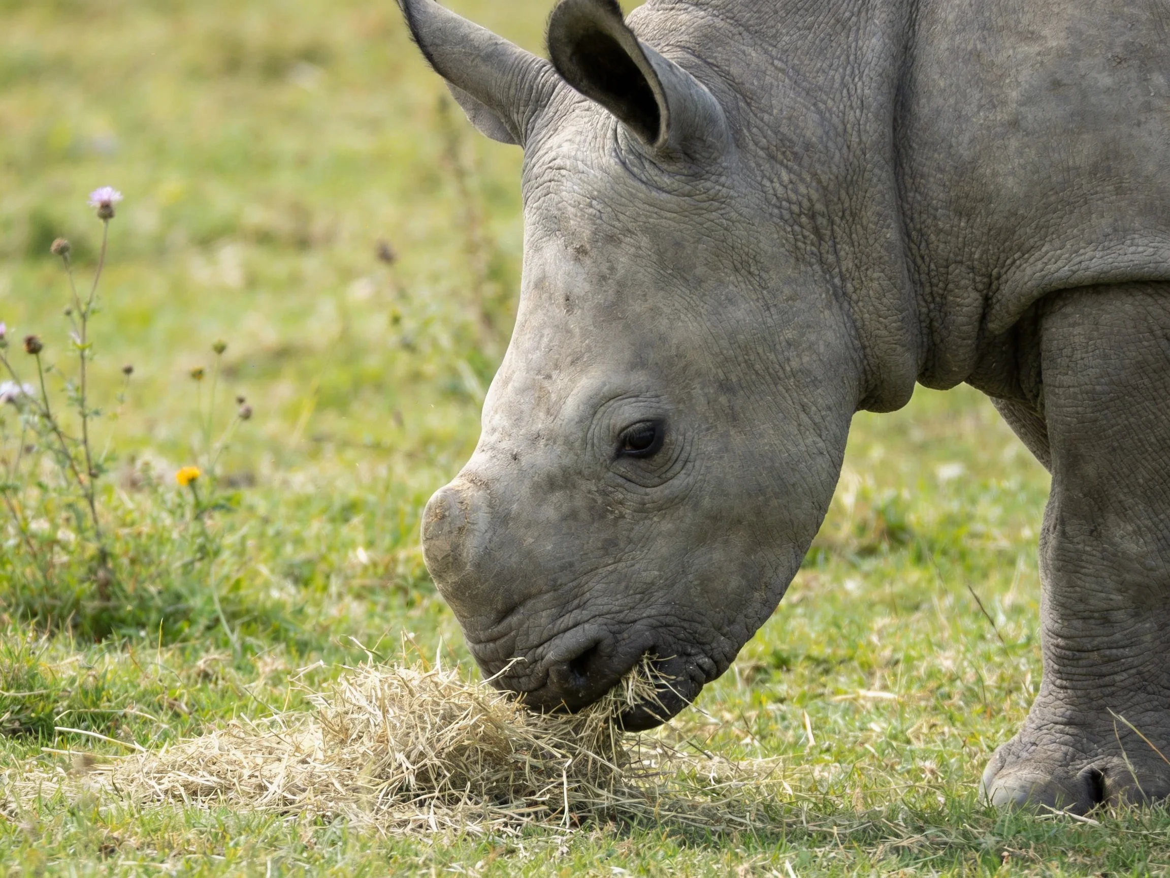 A young rhinoceros feeds on hay in a grassy area.