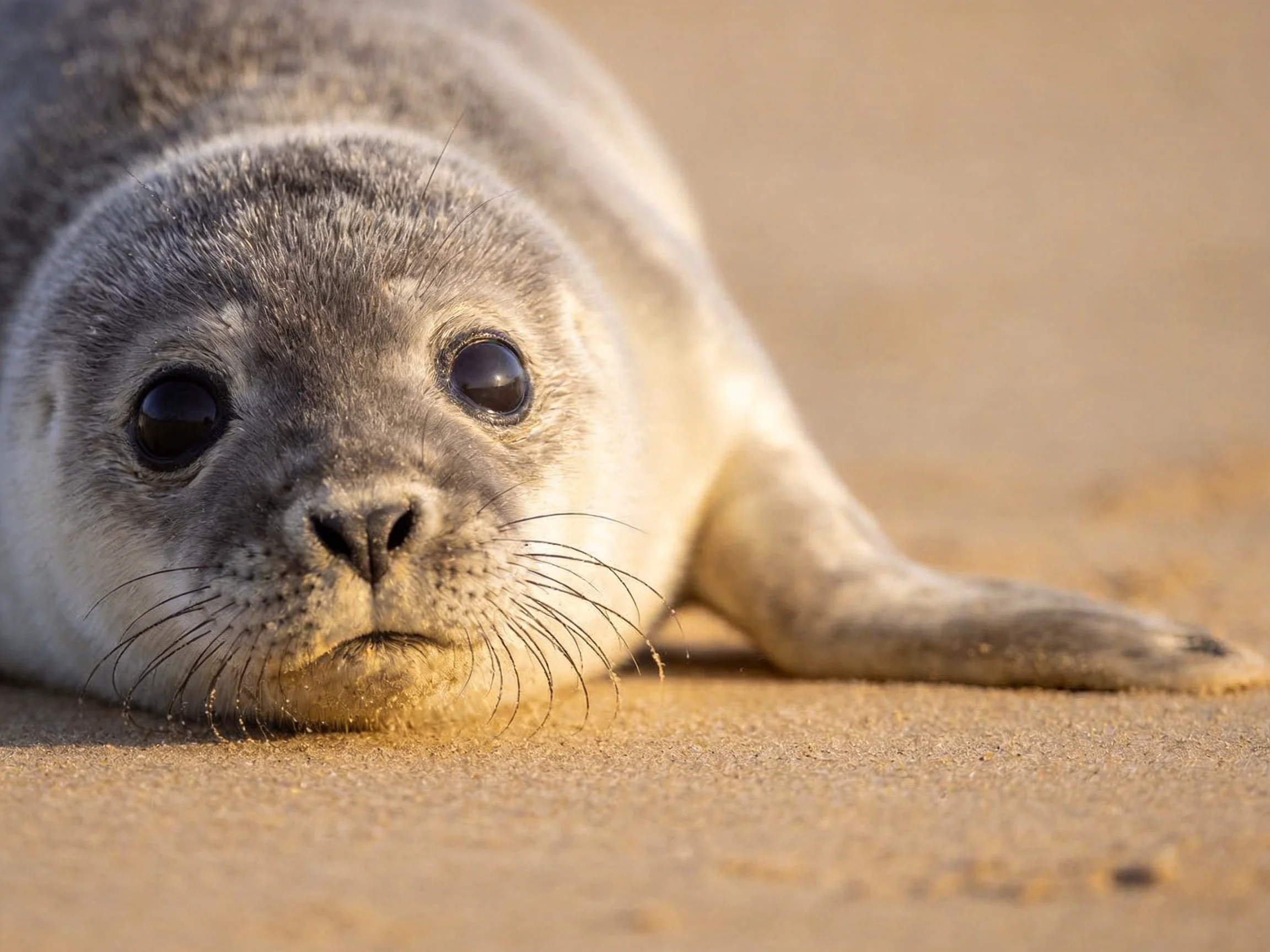 A young gray seal pup resting on golden sandy beach