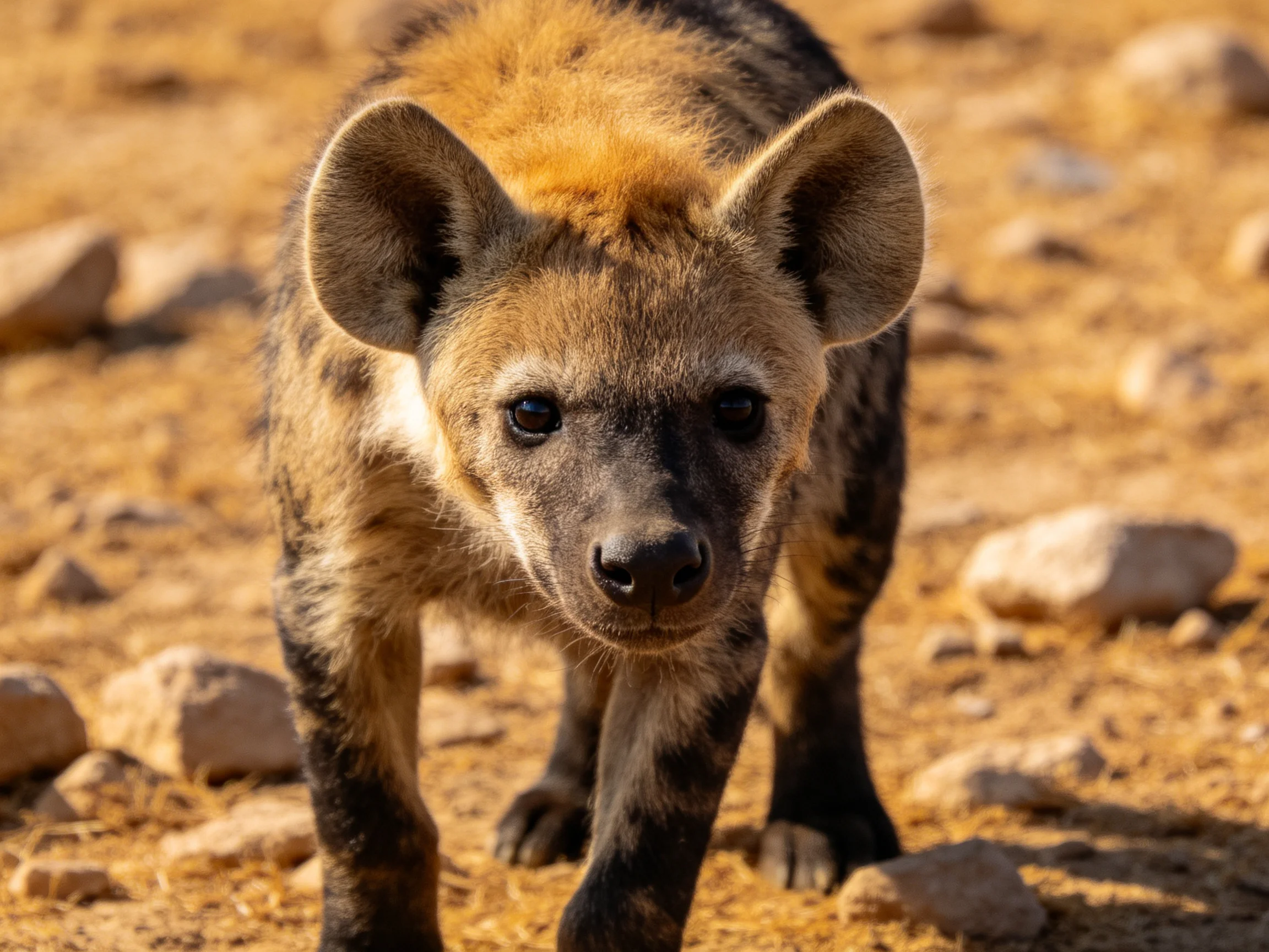 A young hyena cub with tan and dark fur on rocky terrain