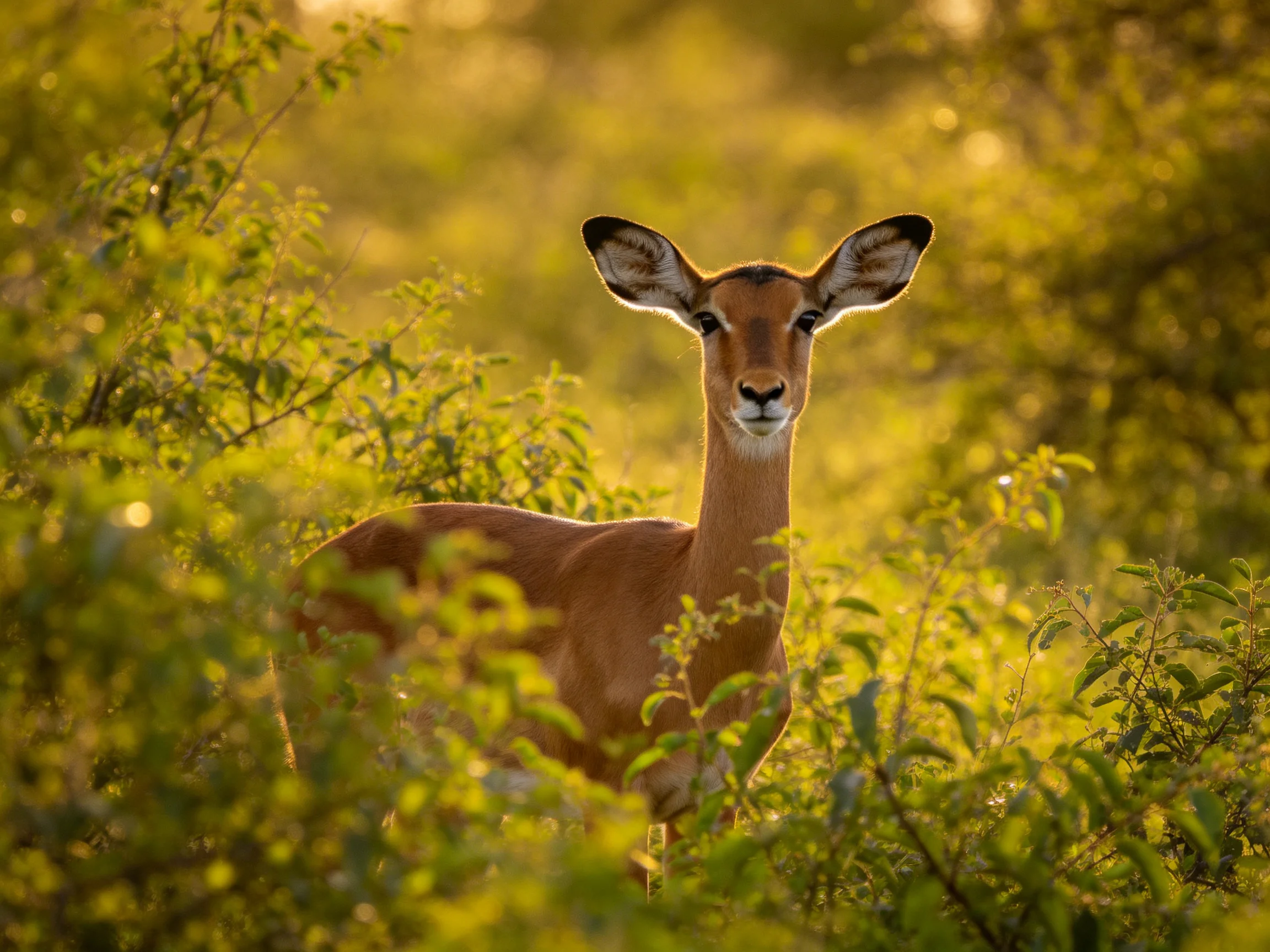 A young impala is nestled among thick green bushes in golden light.