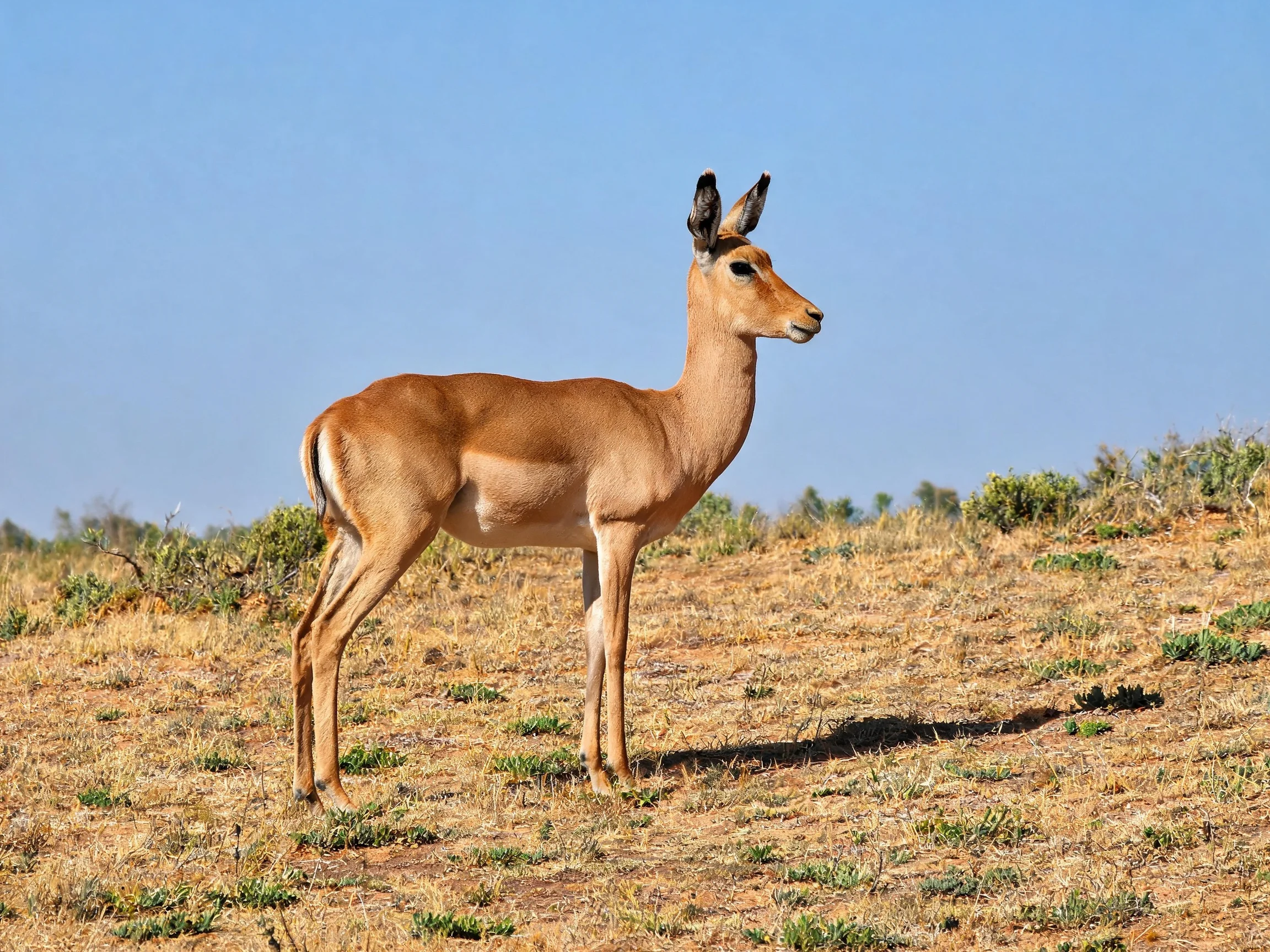 A young impala stands in a sunlit savannah landscape