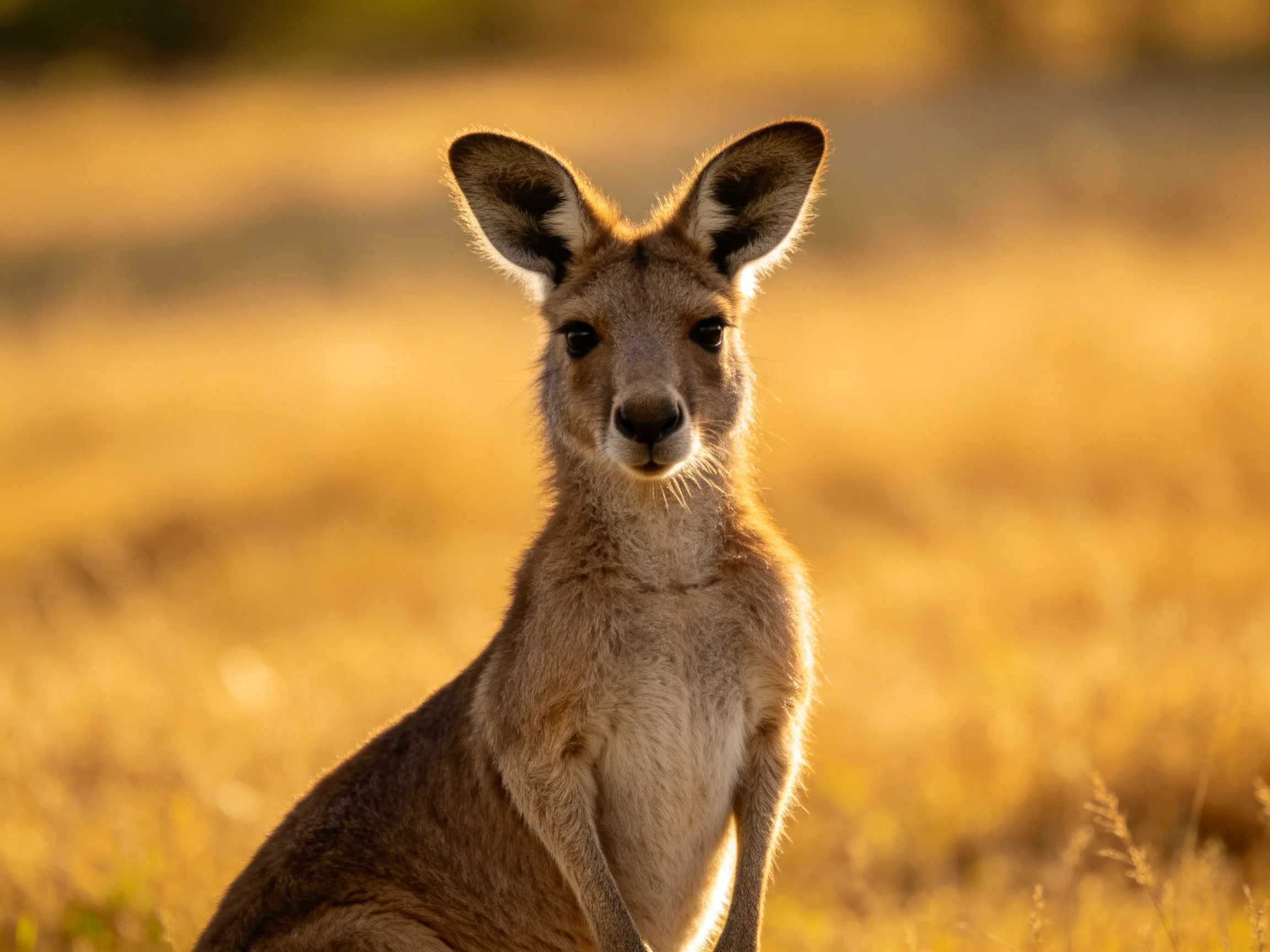 A kangaroo gazes at the camera amid a golden grassland.