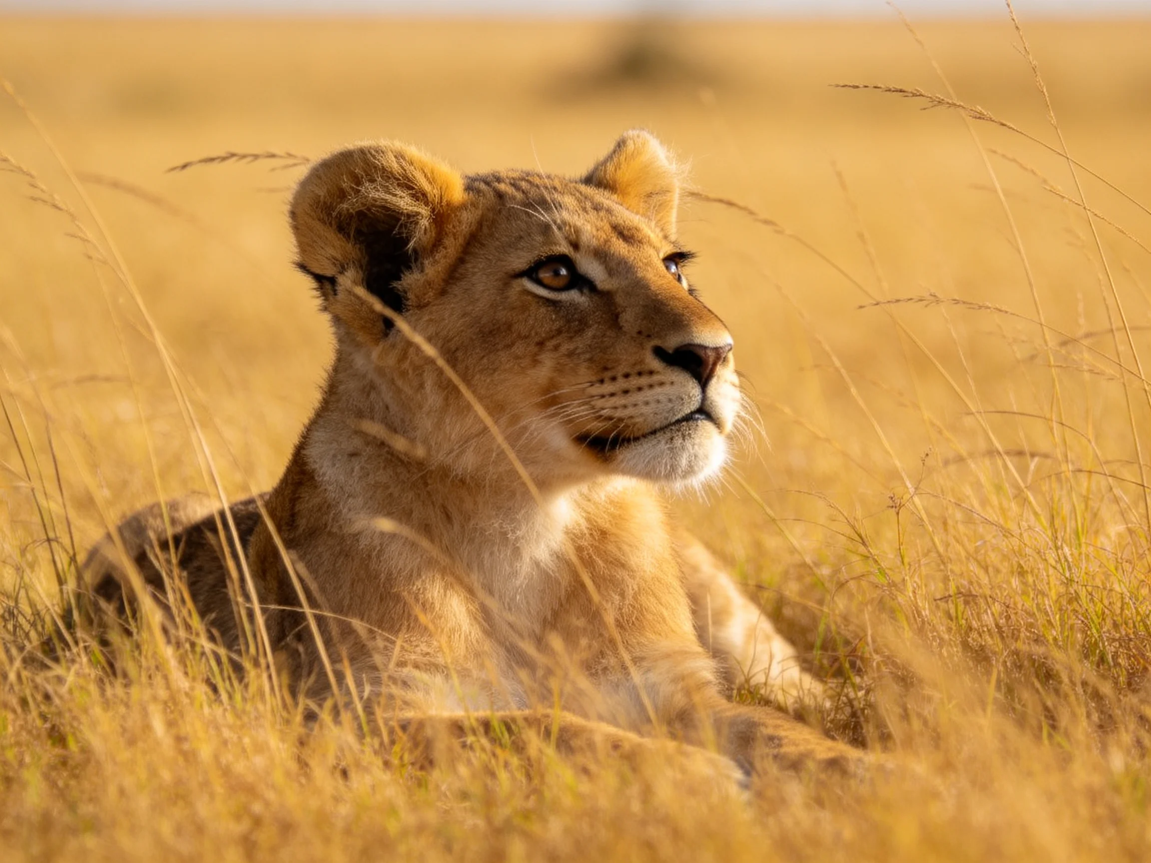 A young lion cub nestled in tall golden savannah grass