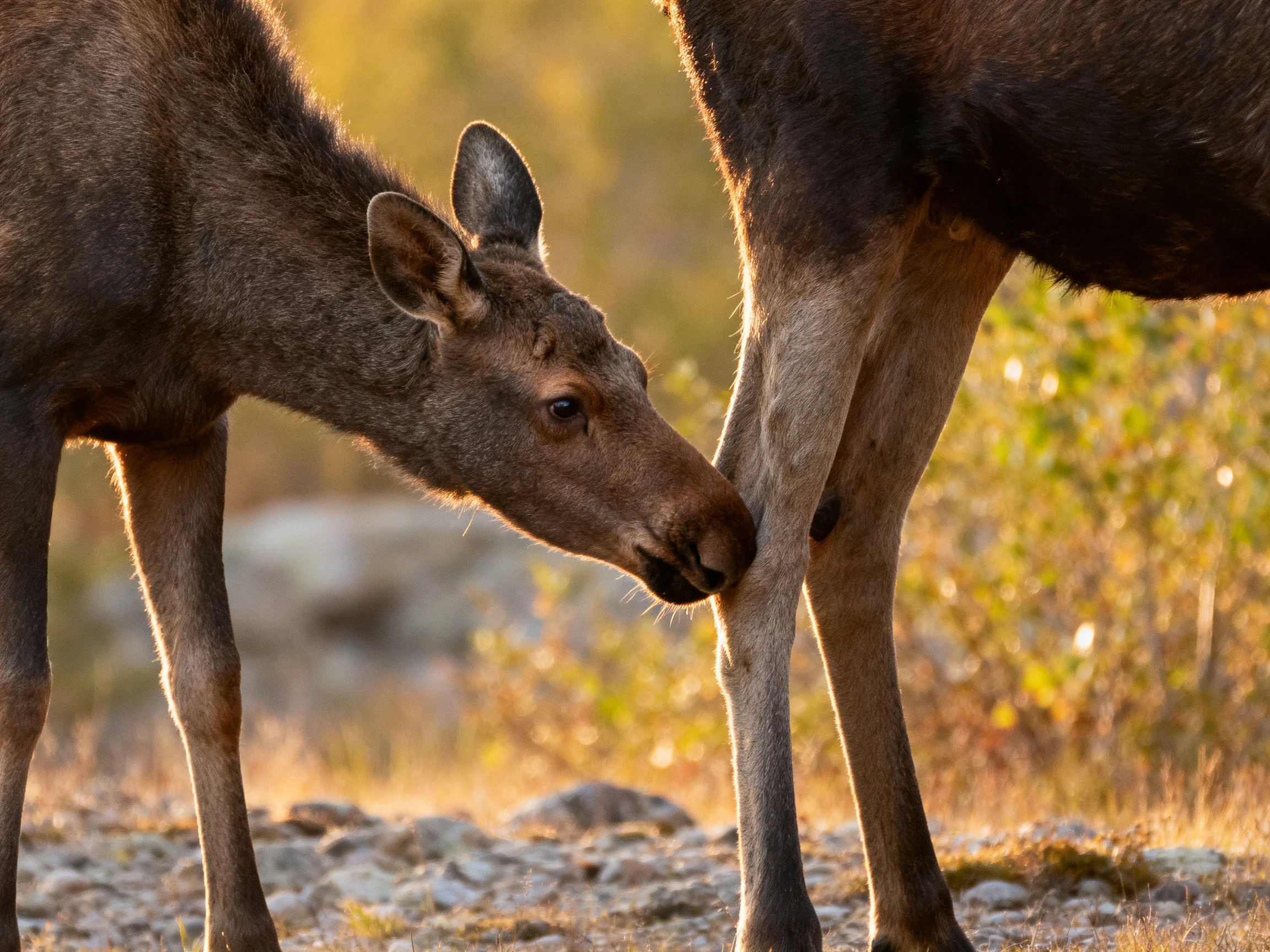 A young moose nuzzles an adult moose in a sunlit natural setting.