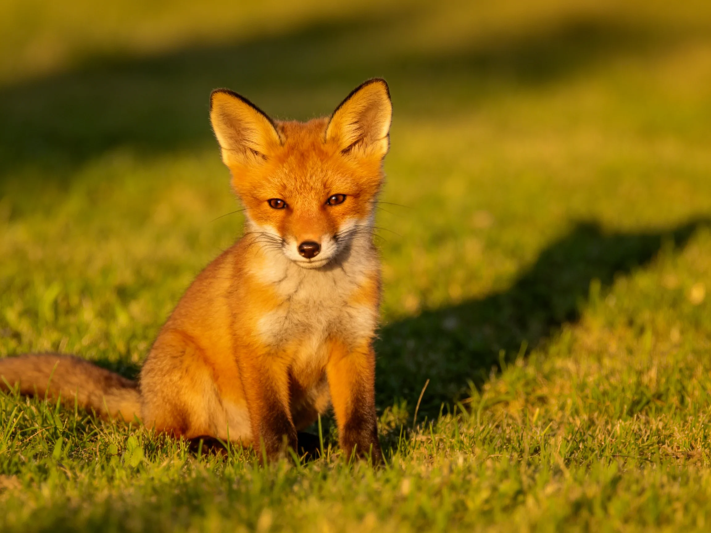 A young red fox cub sits on sunlit green grass