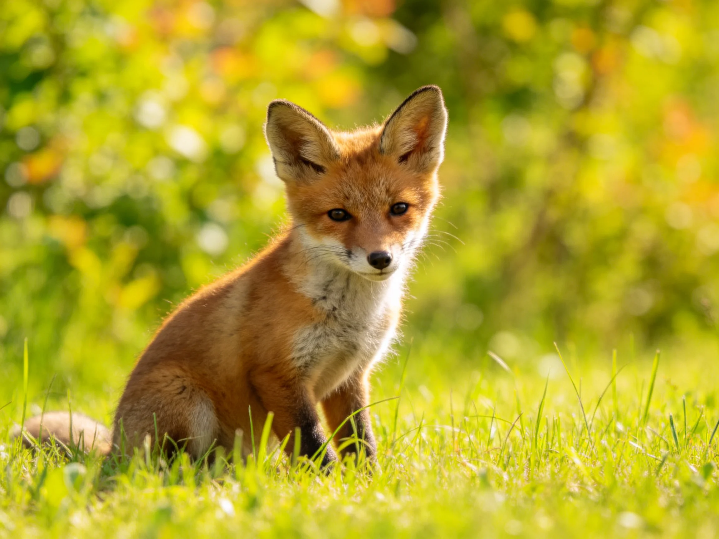 A young reddish-brown fox cub sits in lush green grass