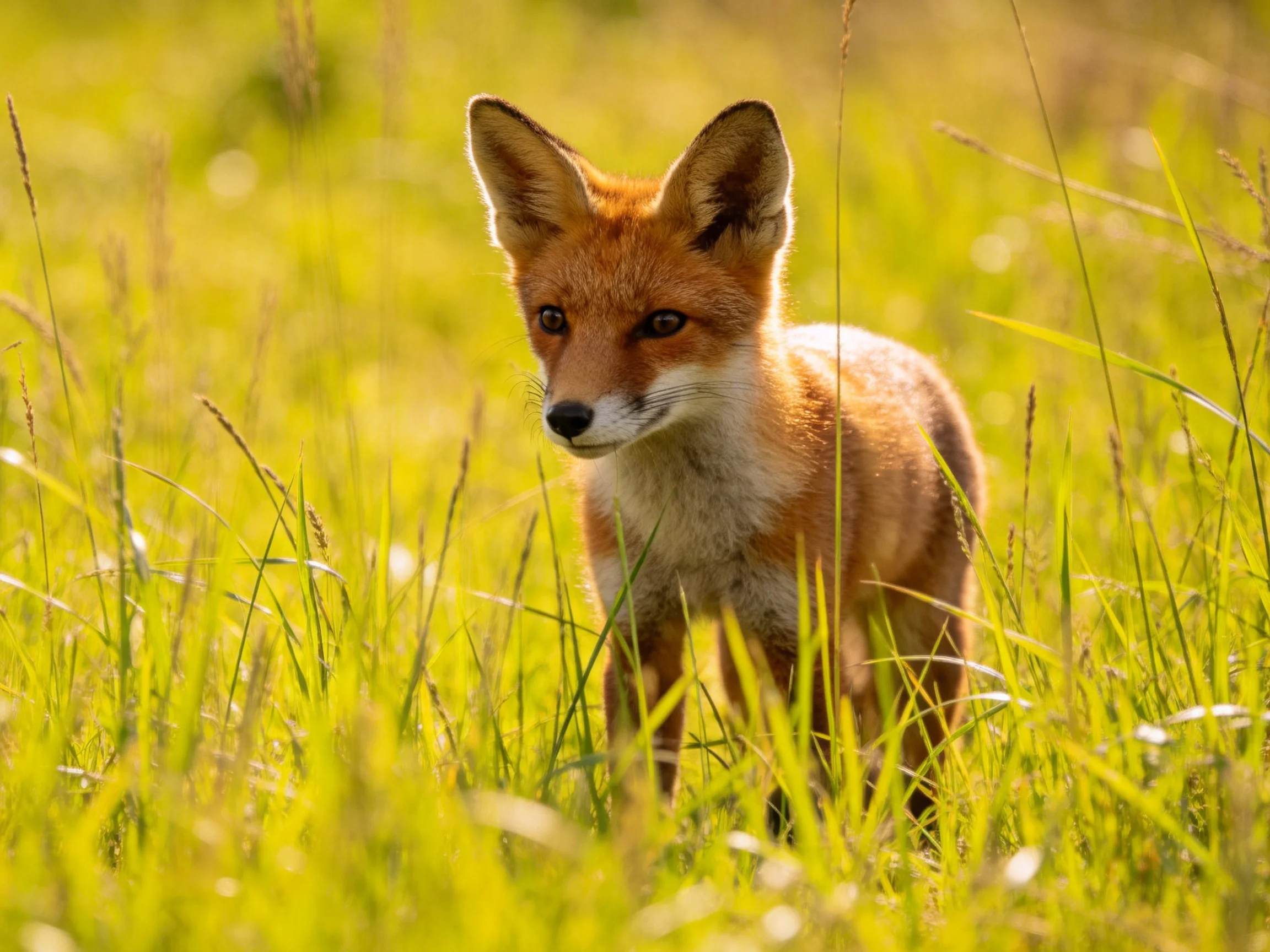 A young reddish fox stands among tall golden-green grasses
