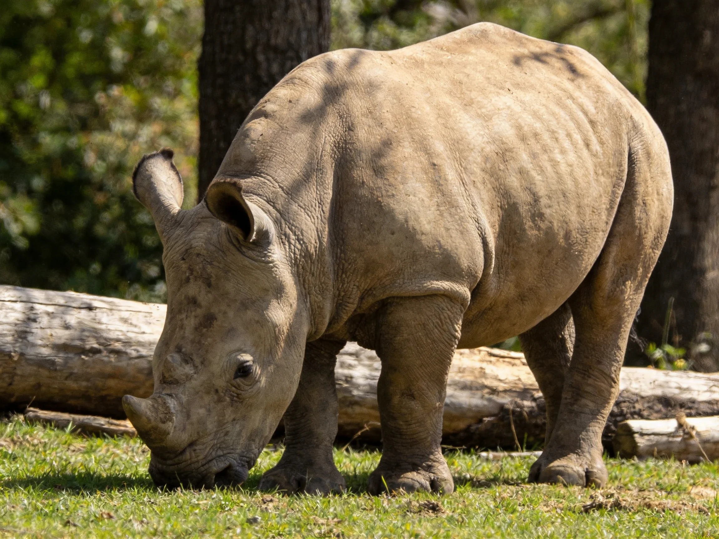 A young rhinoceros grazing near fallen logs on green grass