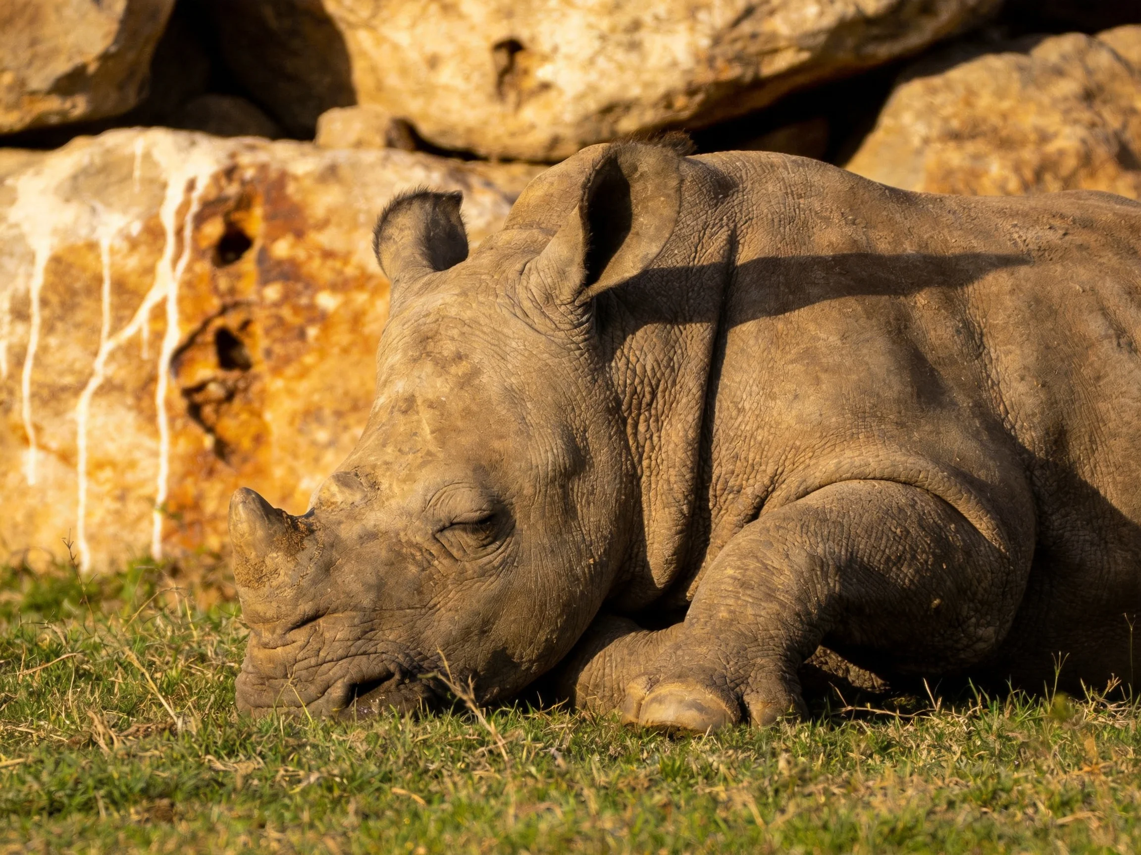 A young rhinoceros rests near large brown and orange rocks on green grass