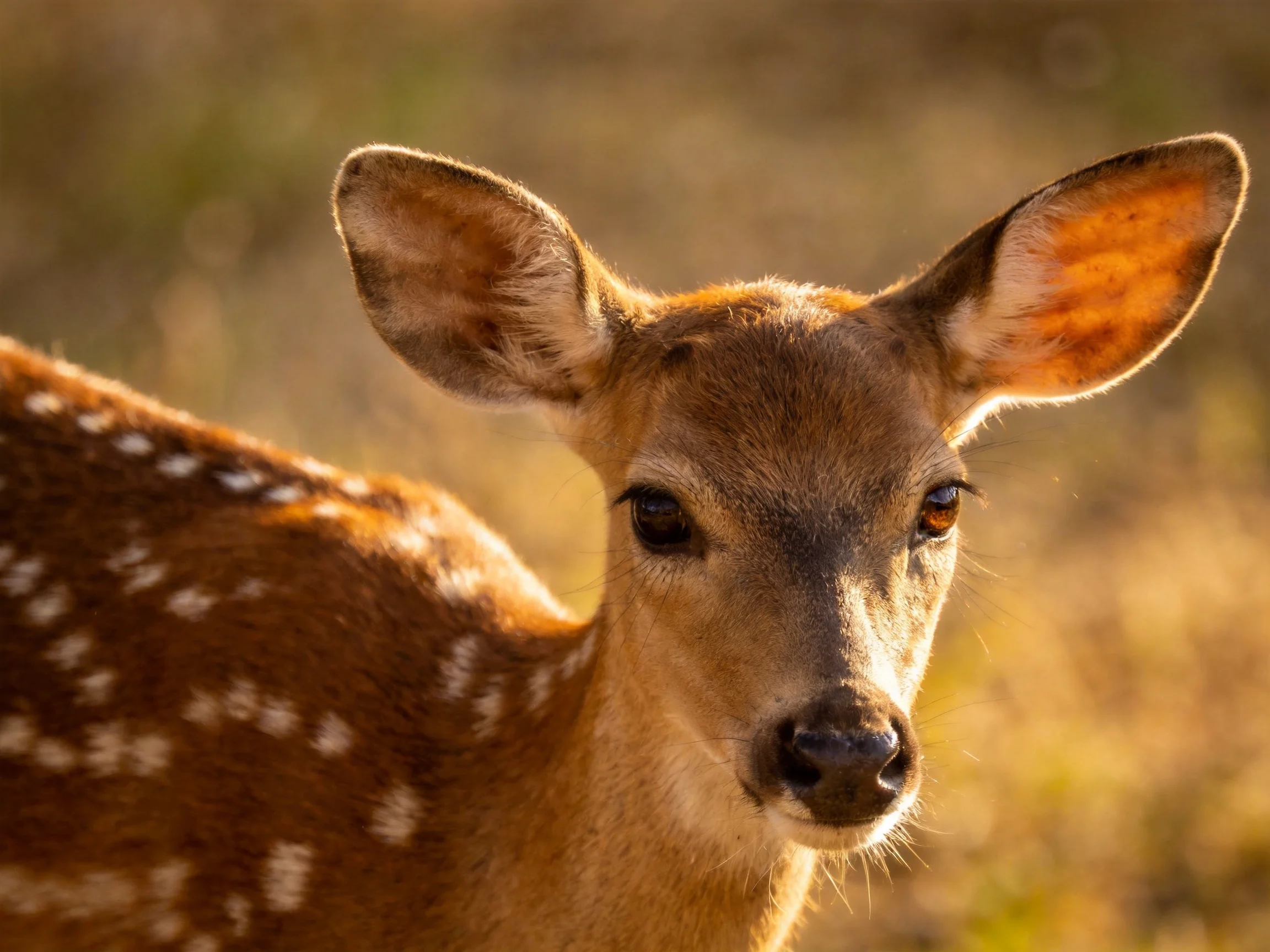 A young spotted deer with white spots in golden light