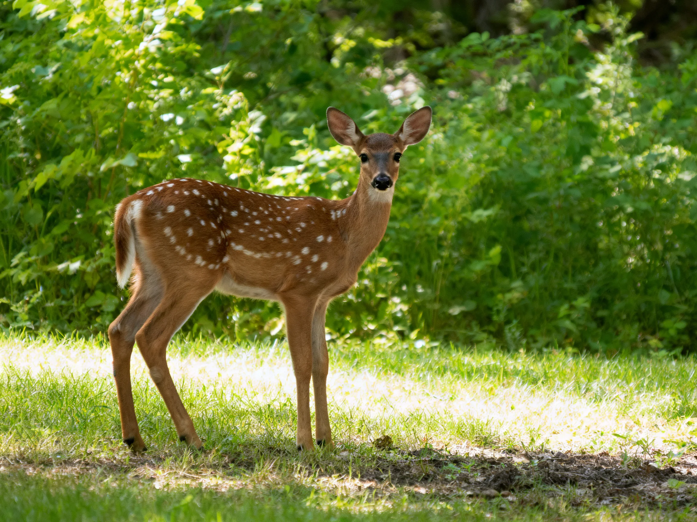 A young spotted fawn in a sunlit green forest clearing