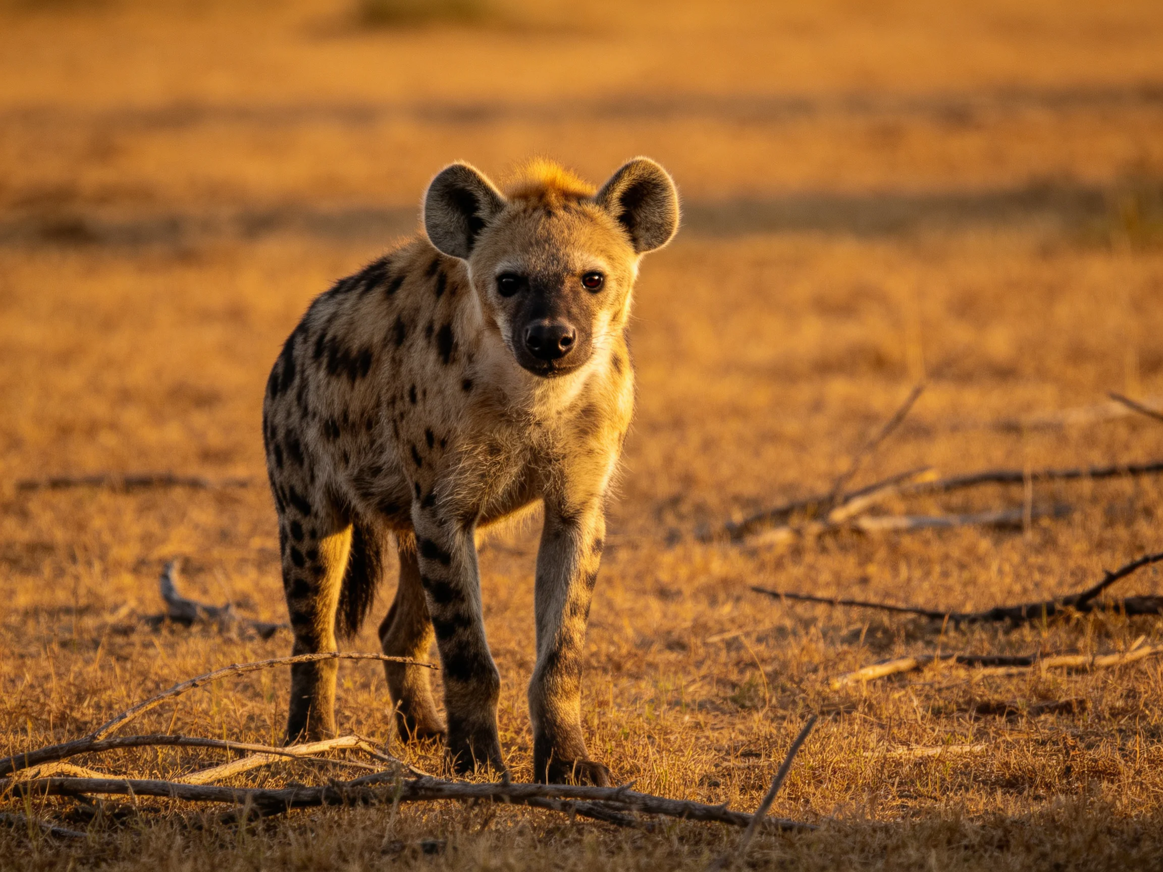 A young spotted hyena in a golden savannah landscape