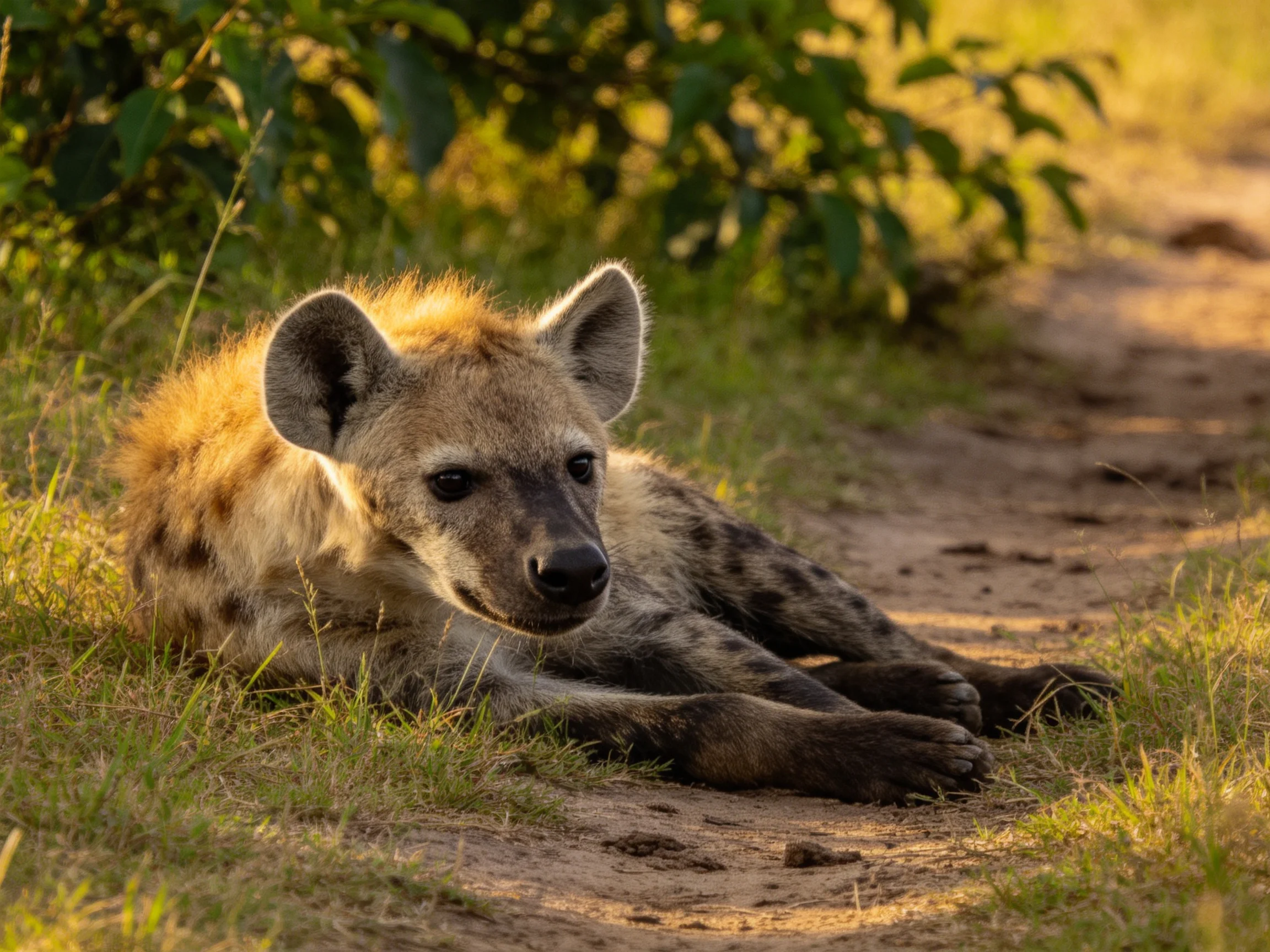 A young spotted hyena rests near green foliage on a dirt path