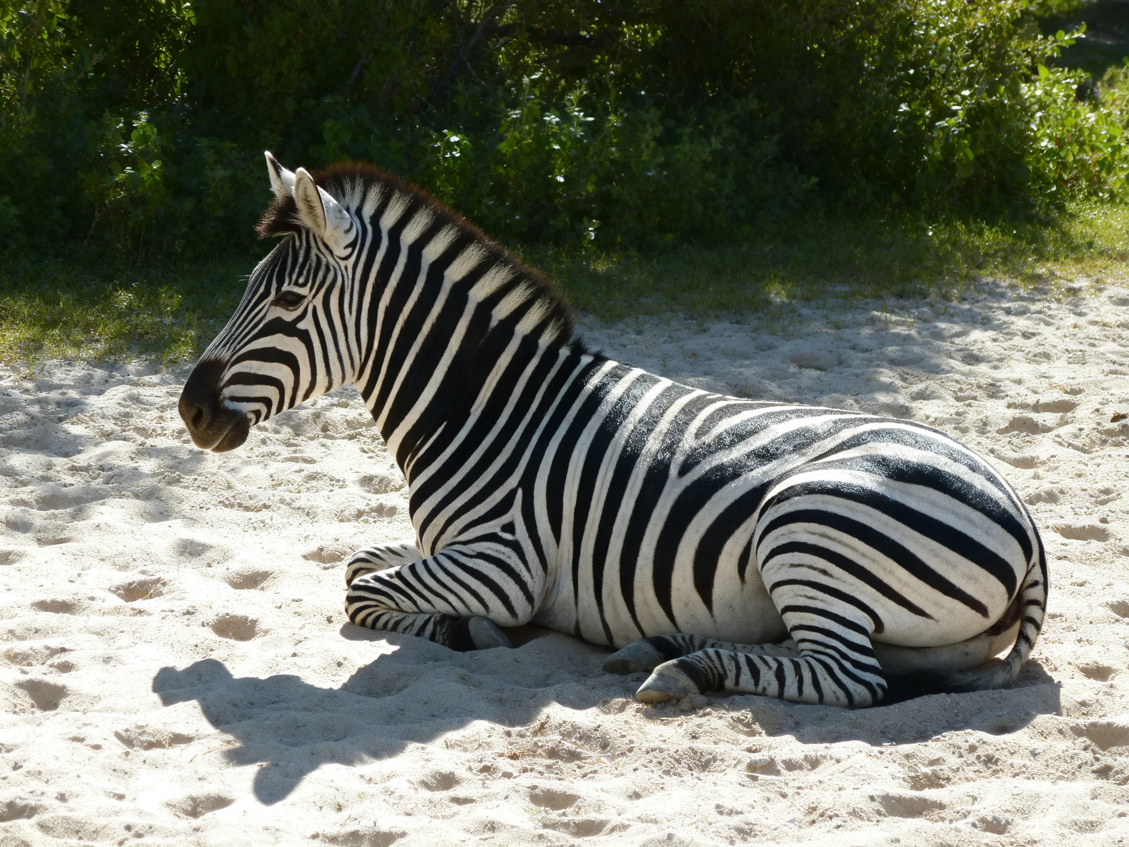 A zebra resting on sandy ground with bold black-and-white stripes