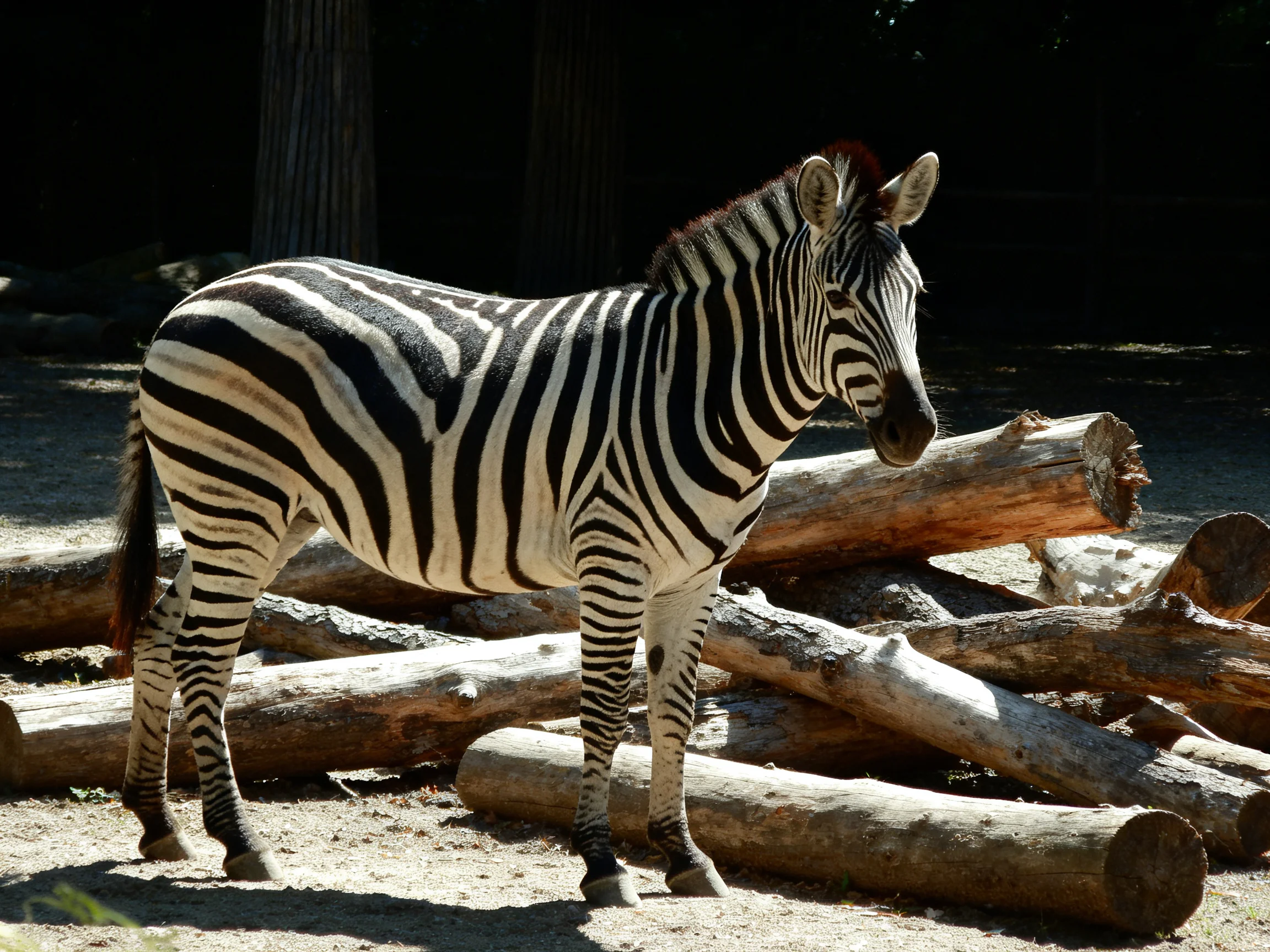 A zebra stands near stacked wooden logs with bold black-and-white stripes
