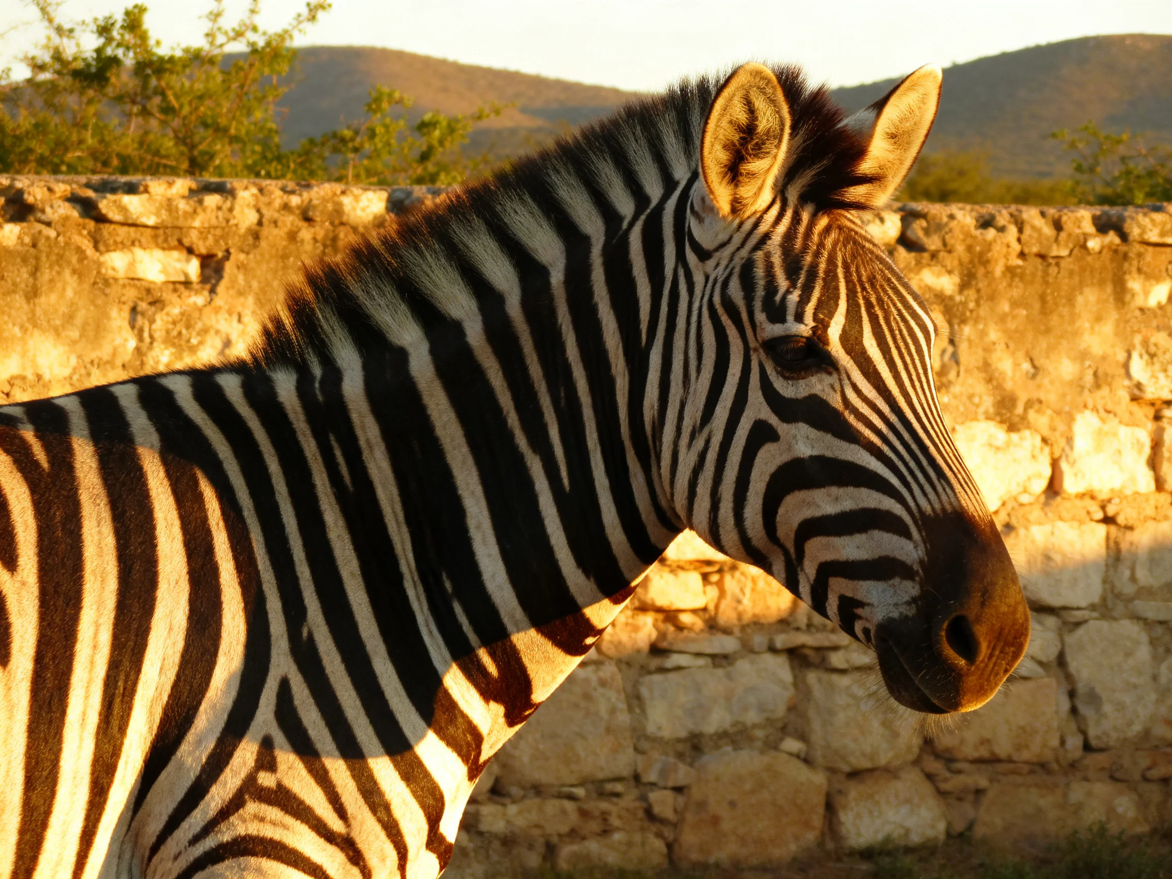 A zebra with distinct stripes stands beside an aged stone wall.