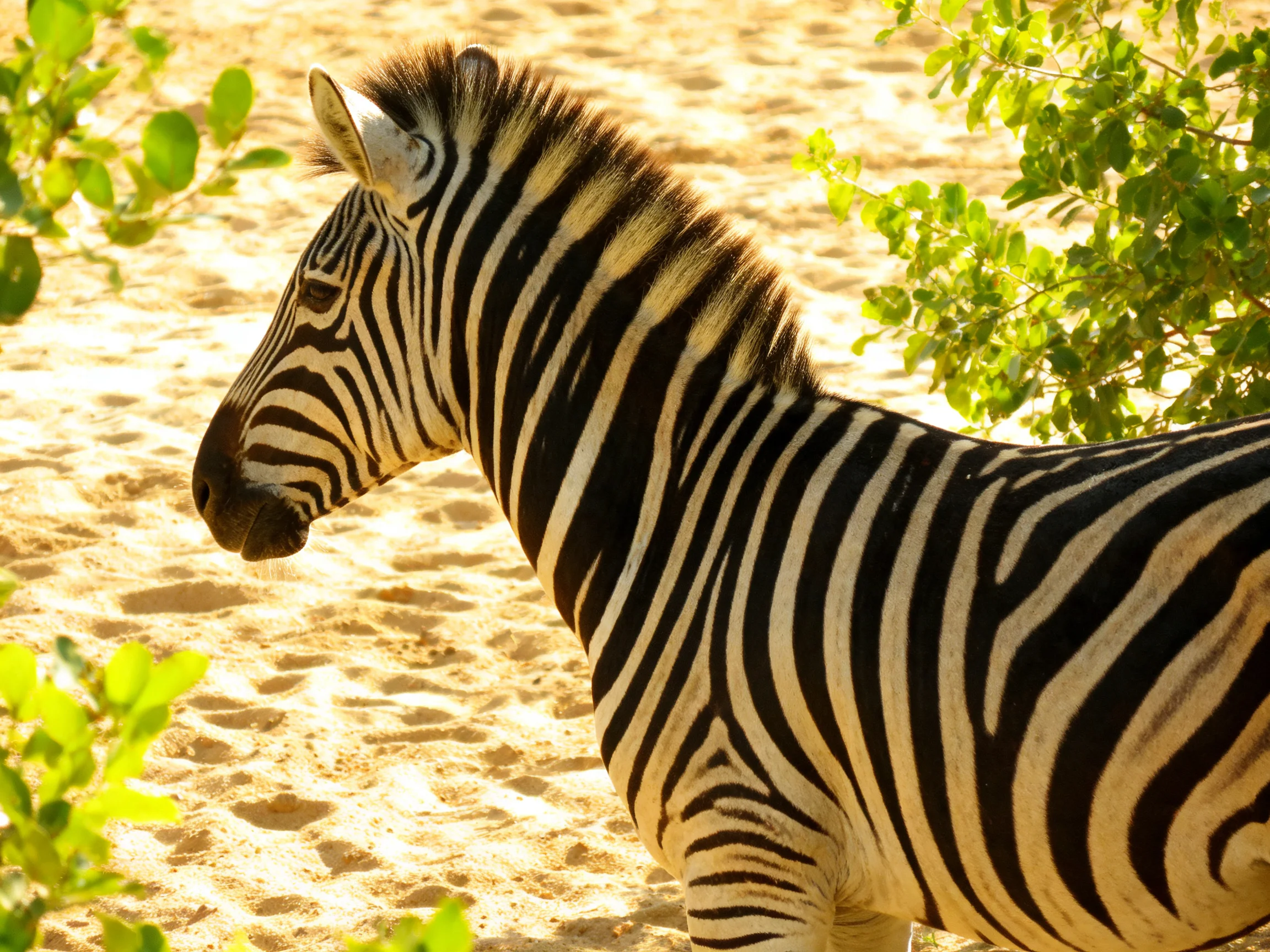 A zebra with bold black-and-white stripes near green foliage on sandy ground