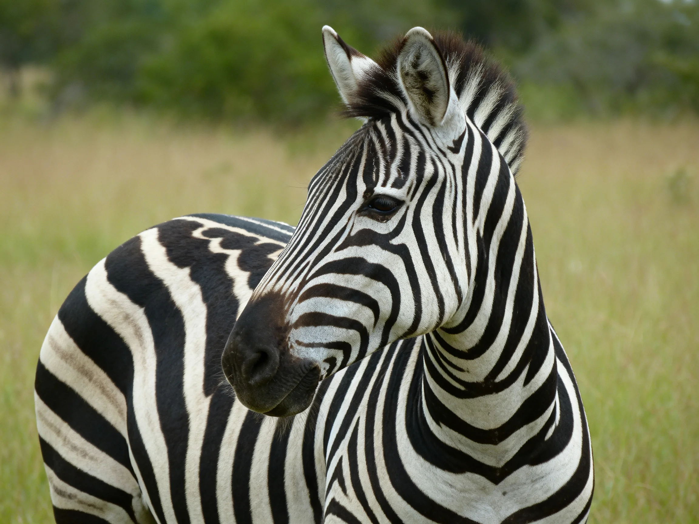 A zebra with bold black and white stripes standing in a grassy savanna