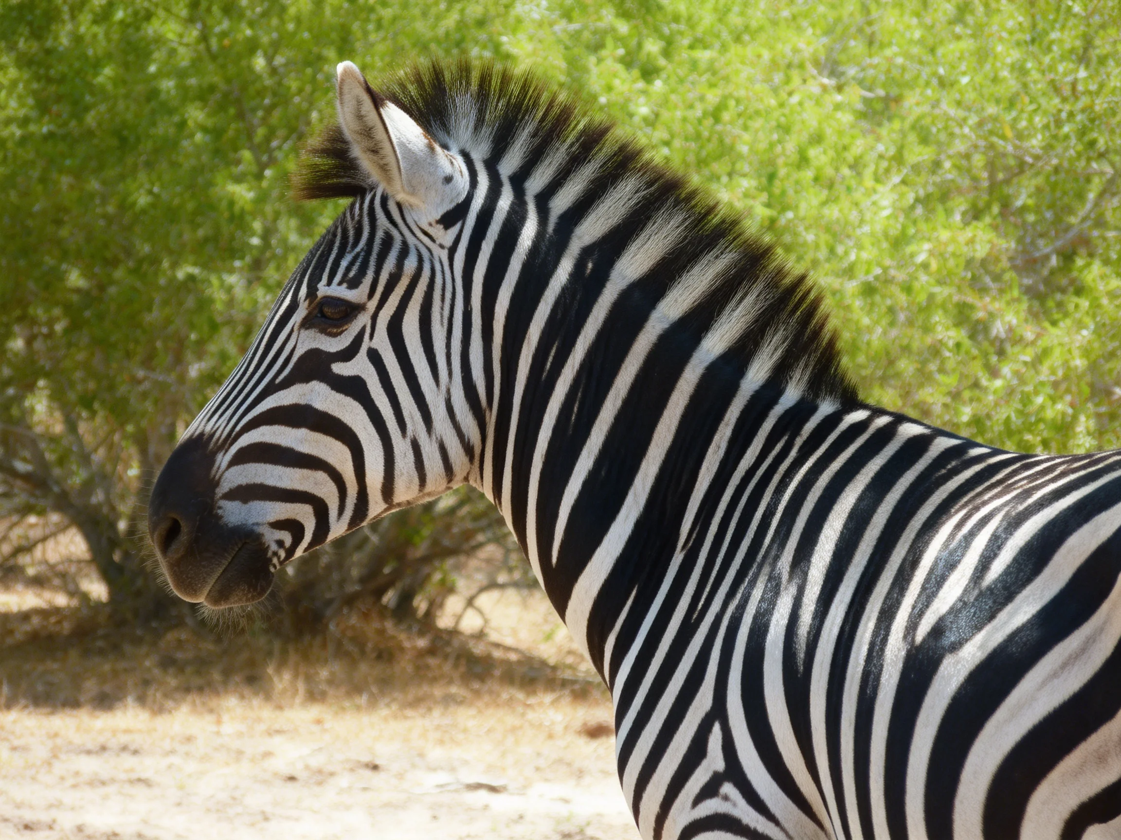 A zebra with distinct black and white stripes is near green vegetation.