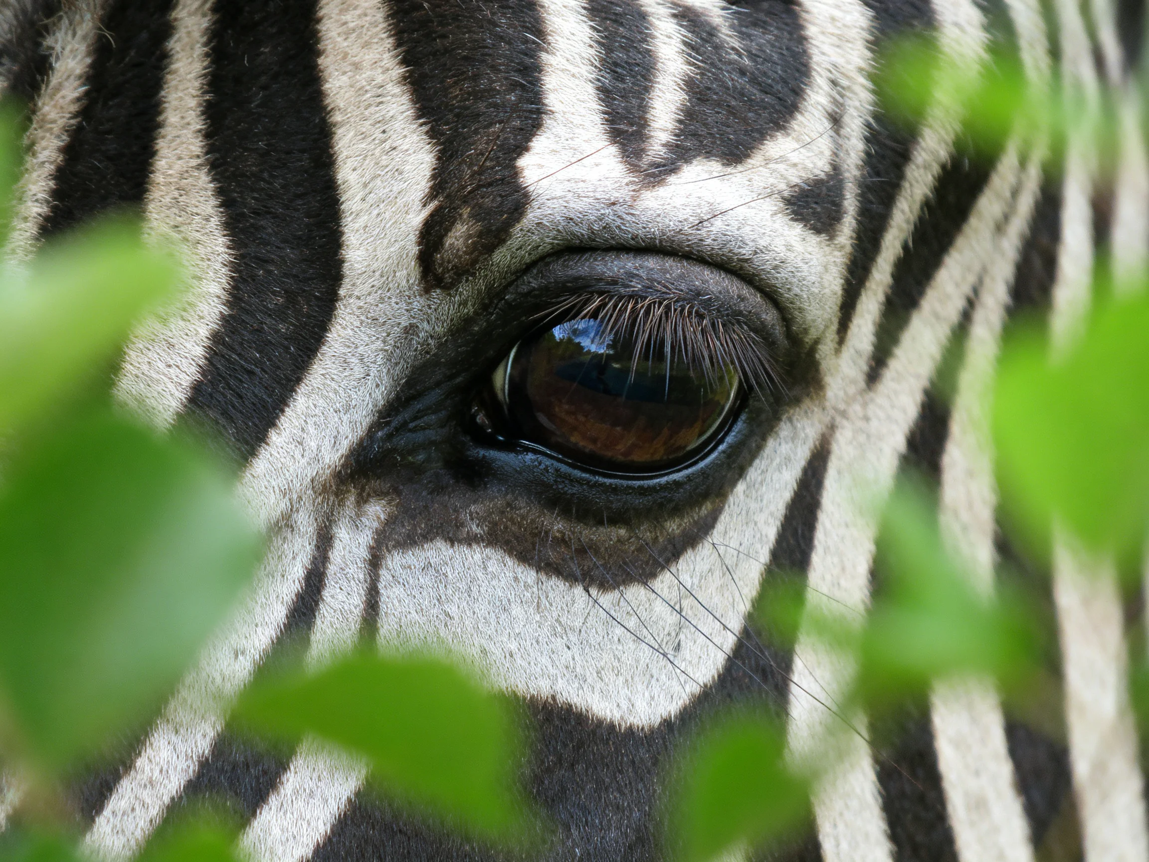 A zebras eye with bold black-and-white stripes and green foliage nearby