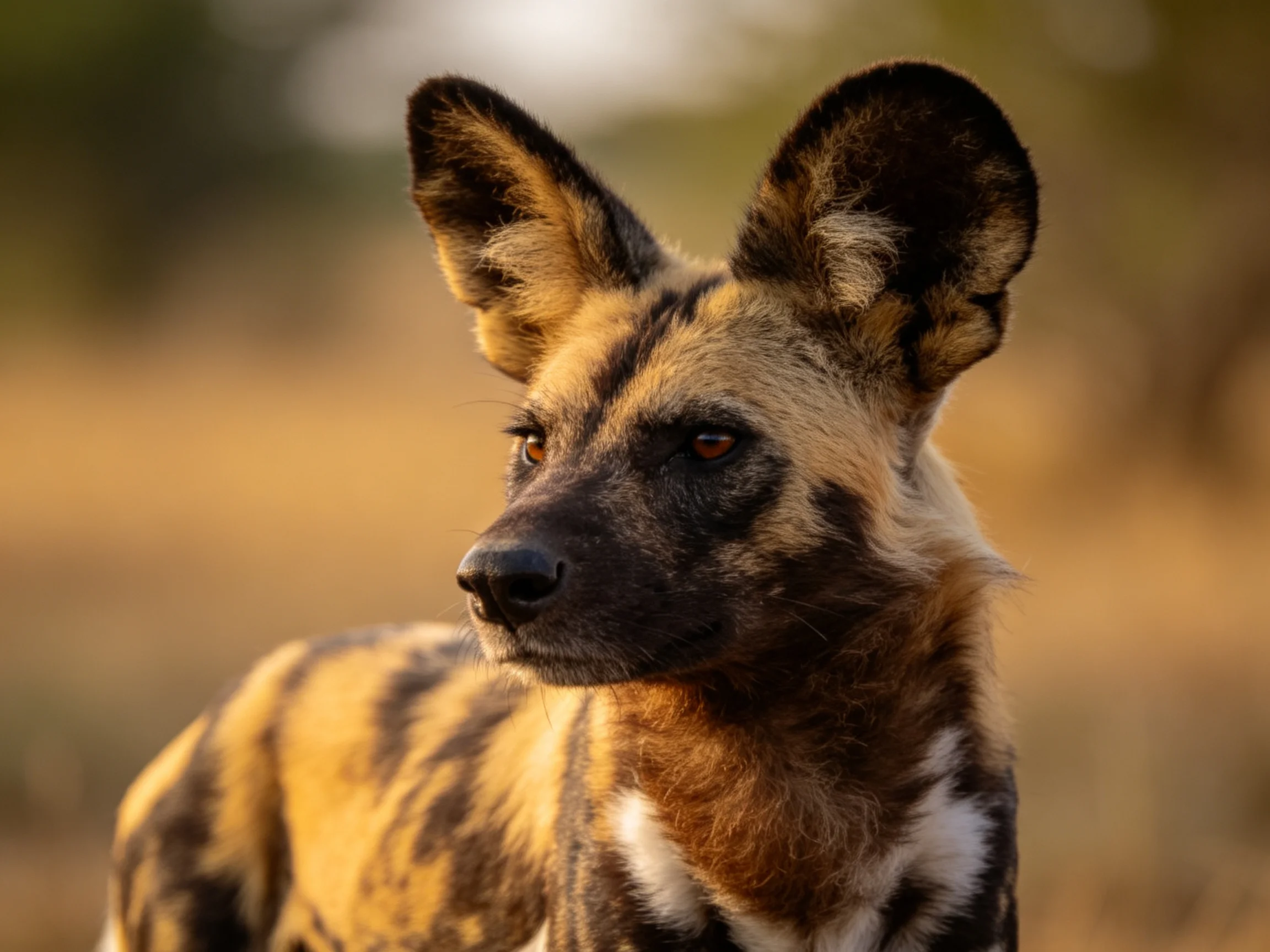 African wild dog with brown, black, and white fur in savannah