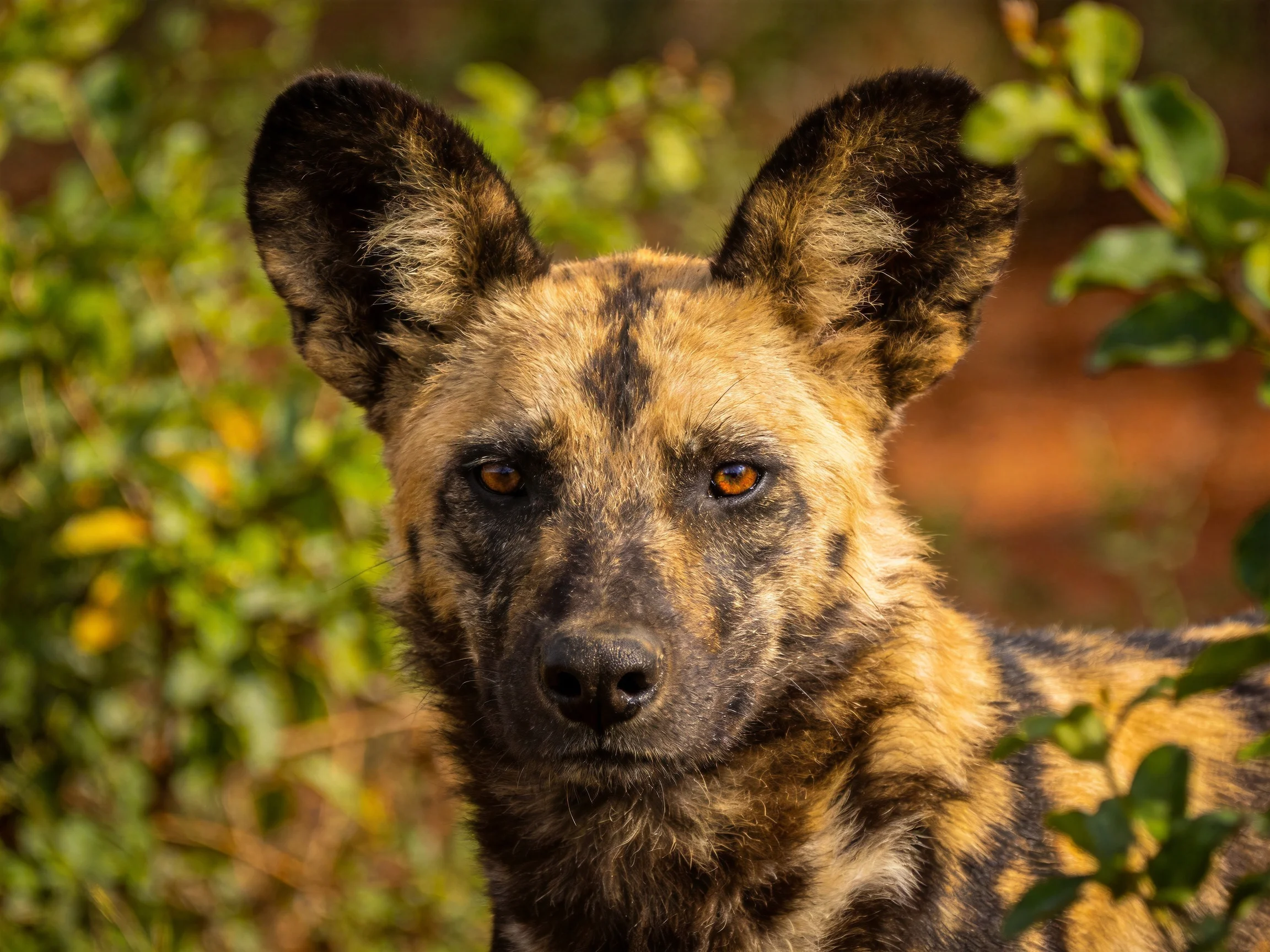 African wild dog with large ears and earthy brown/black fur amid greenery
