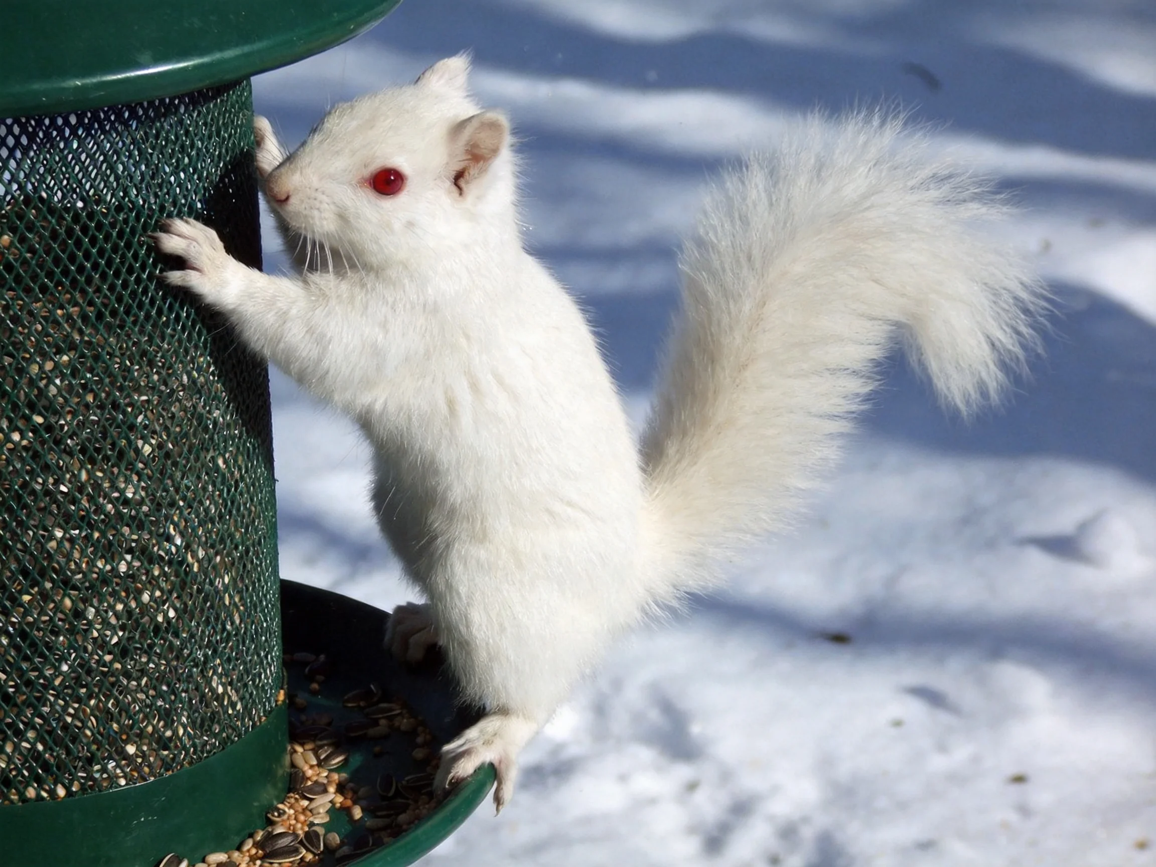 An albino squirrel climbs a green mesh bird feeder in snowy surroundings
