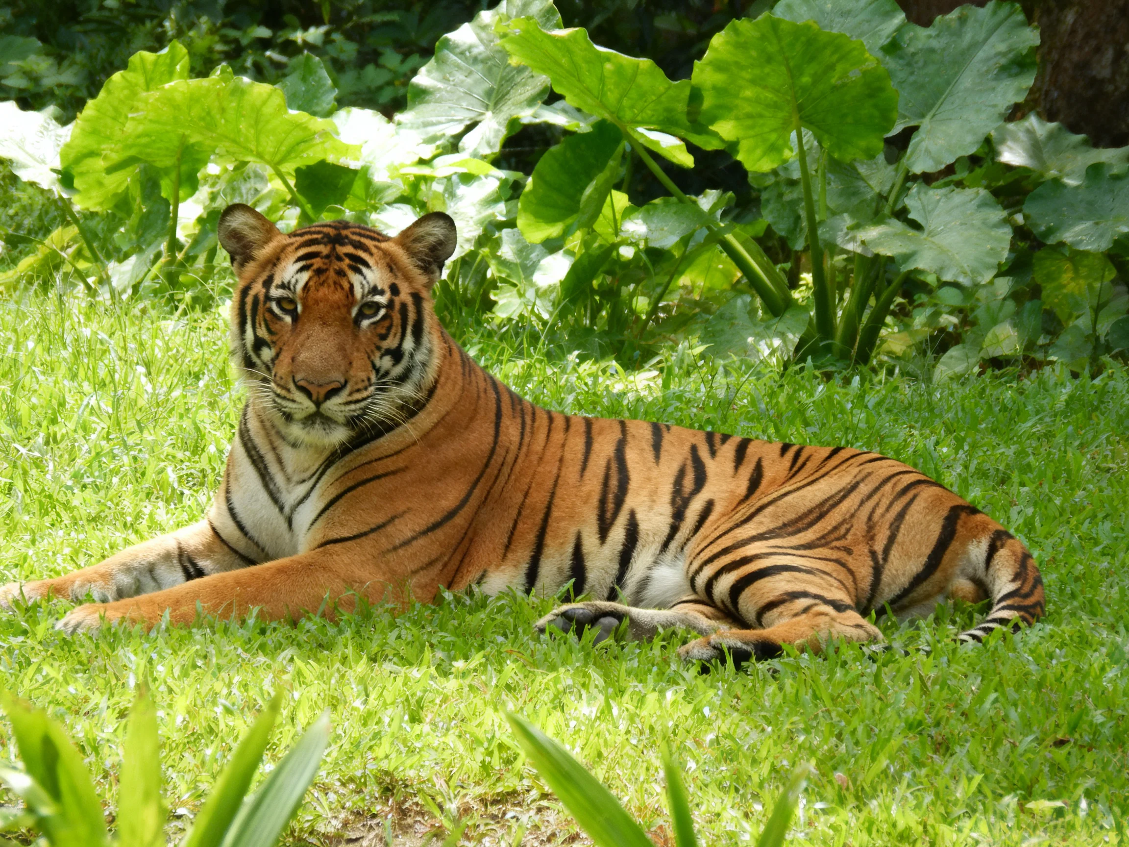 An orange tiger relaxes on green grass in a leafy environment.