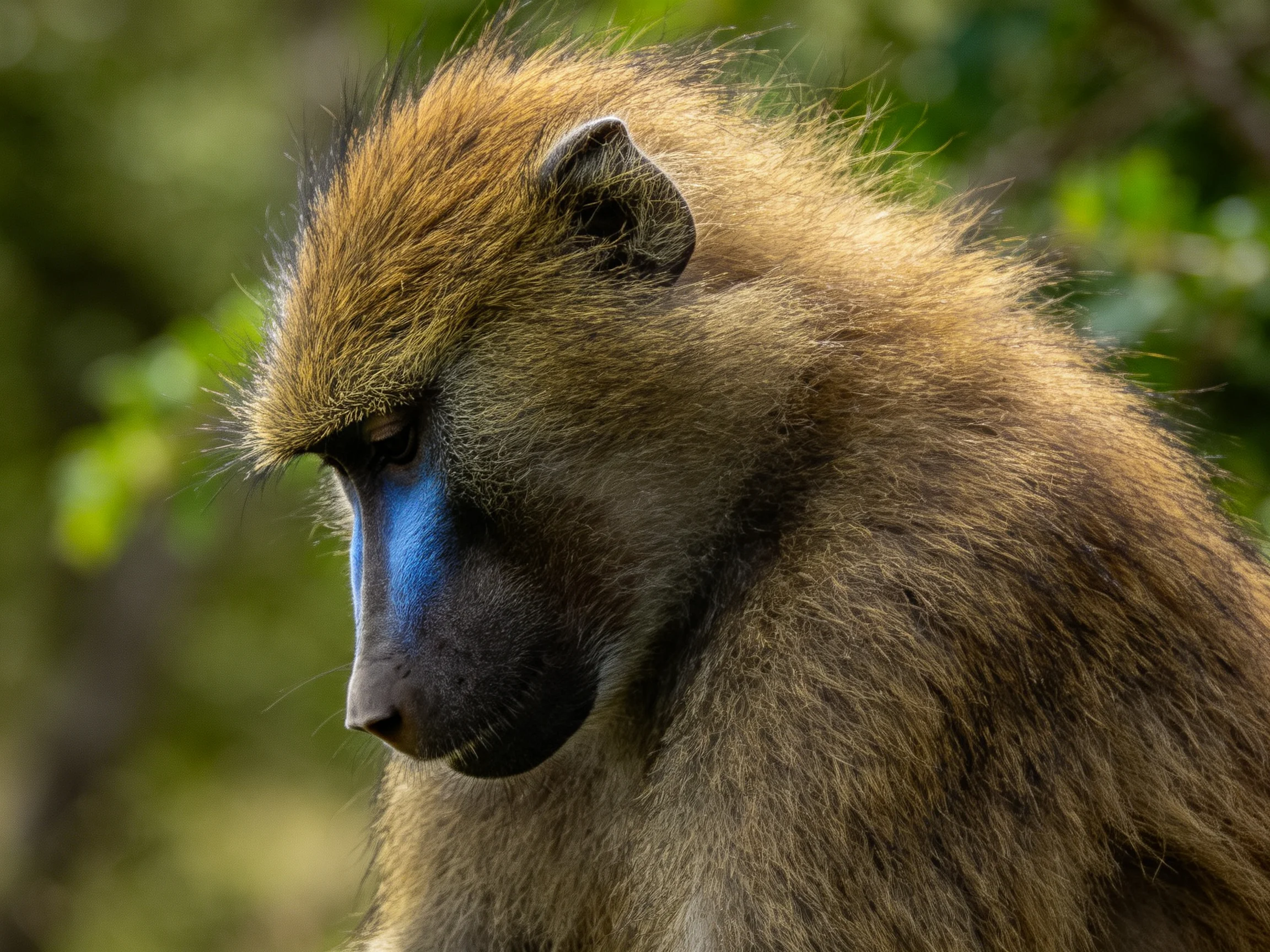 Baboon with blue facial marking and brown fur in nature