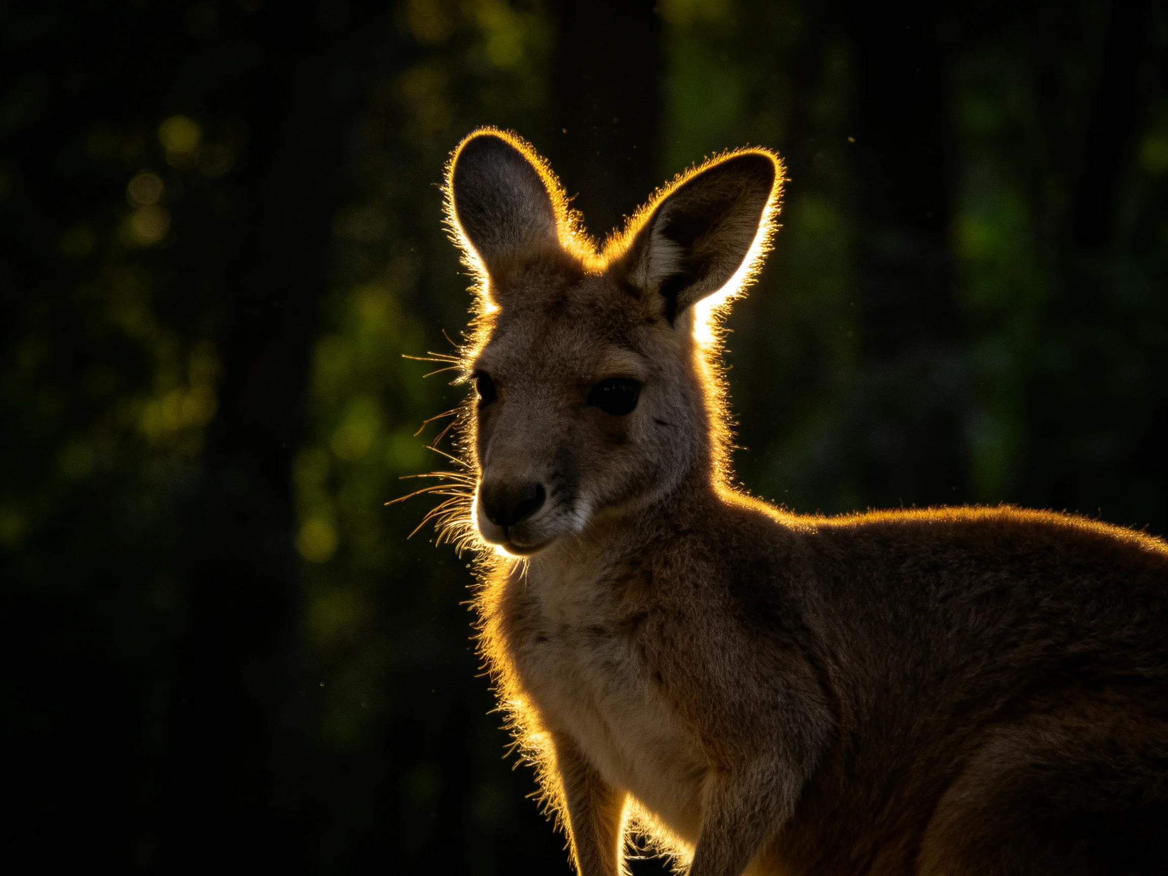A kangaroo is silhouetted by golden sunlight in a dark forest.