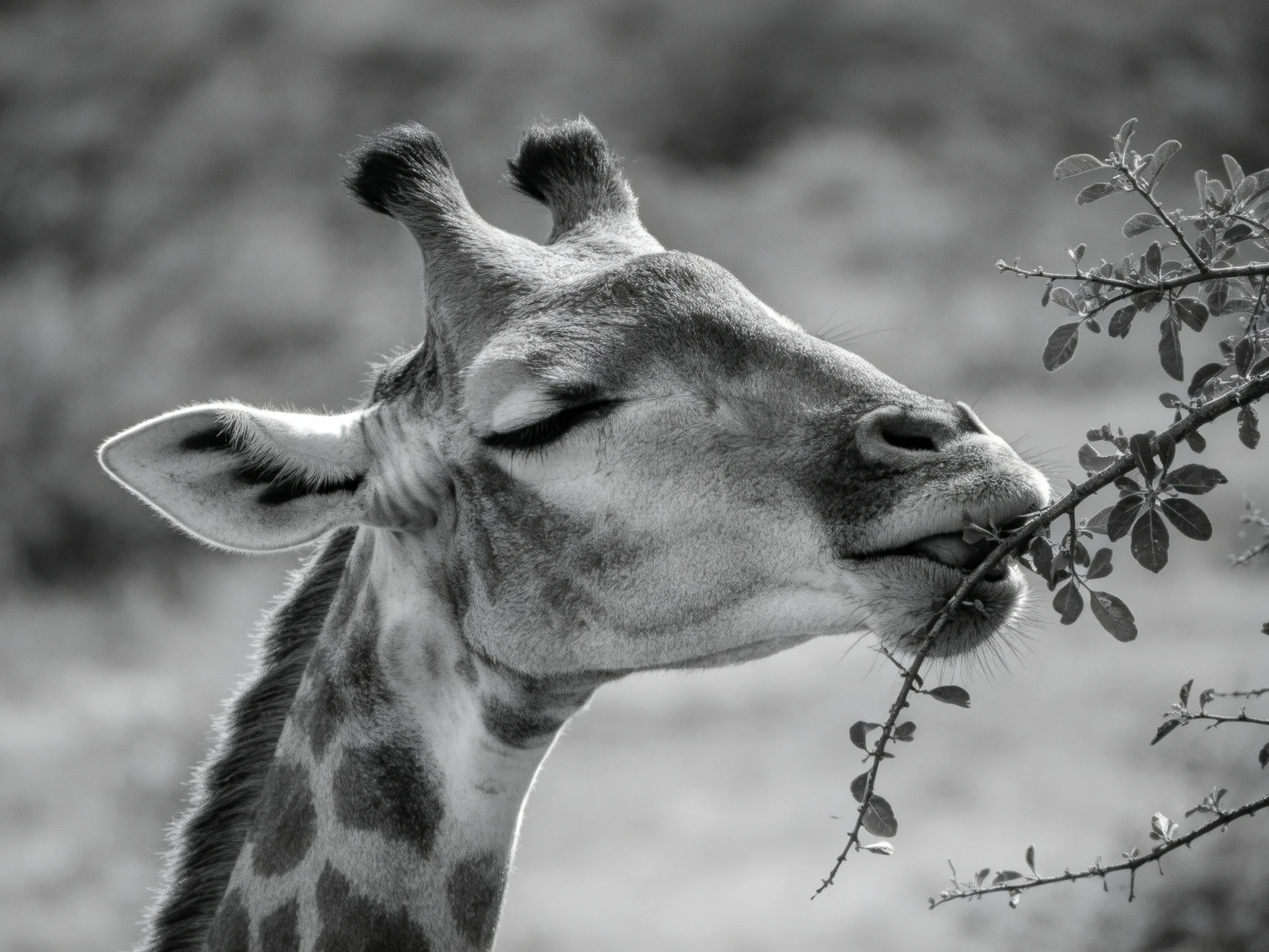 Black-and-white close-up of a giraffe feeding on foliage