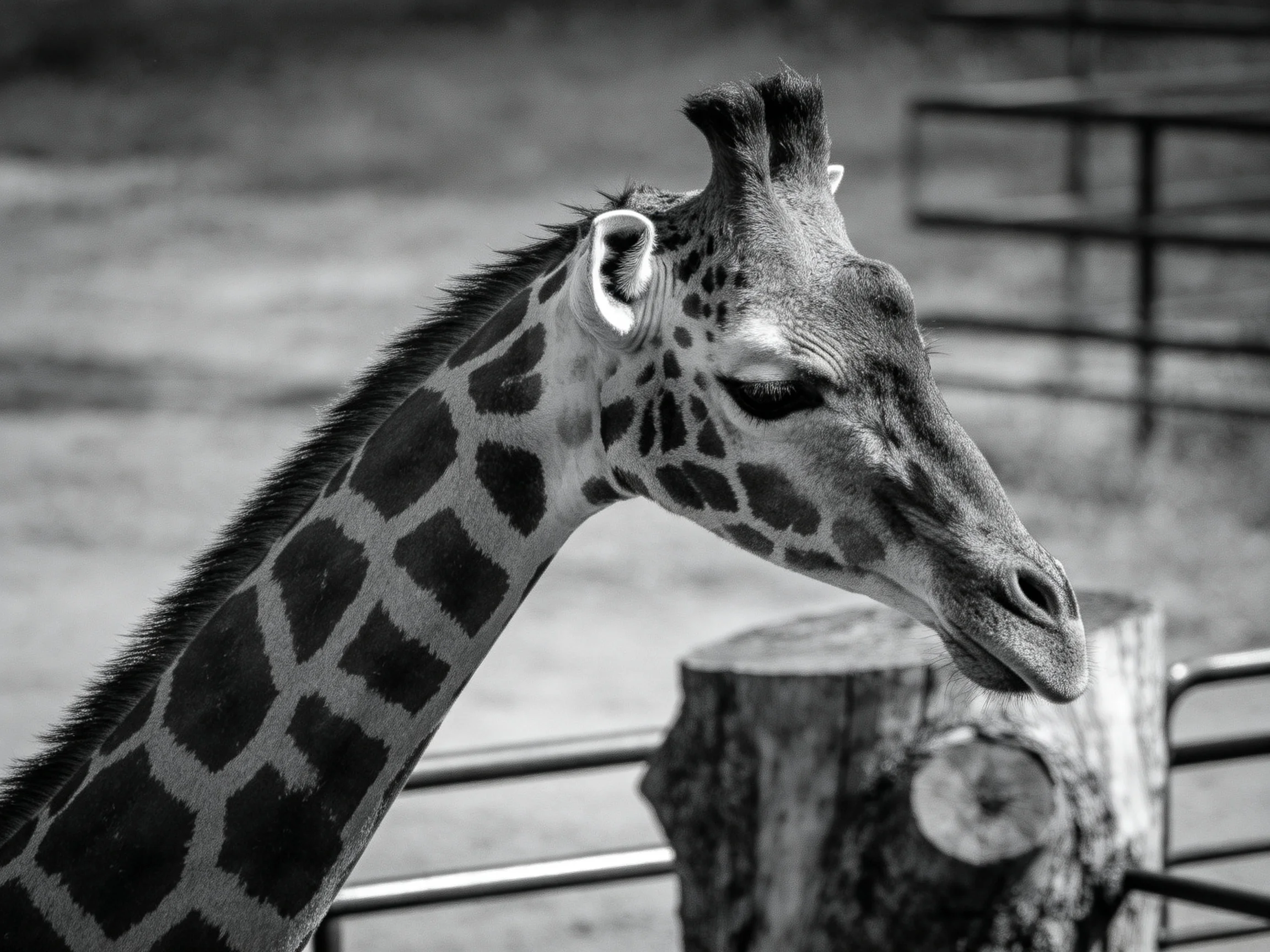 Black-and-white close-up of a giraffe with distinctive spot patterns