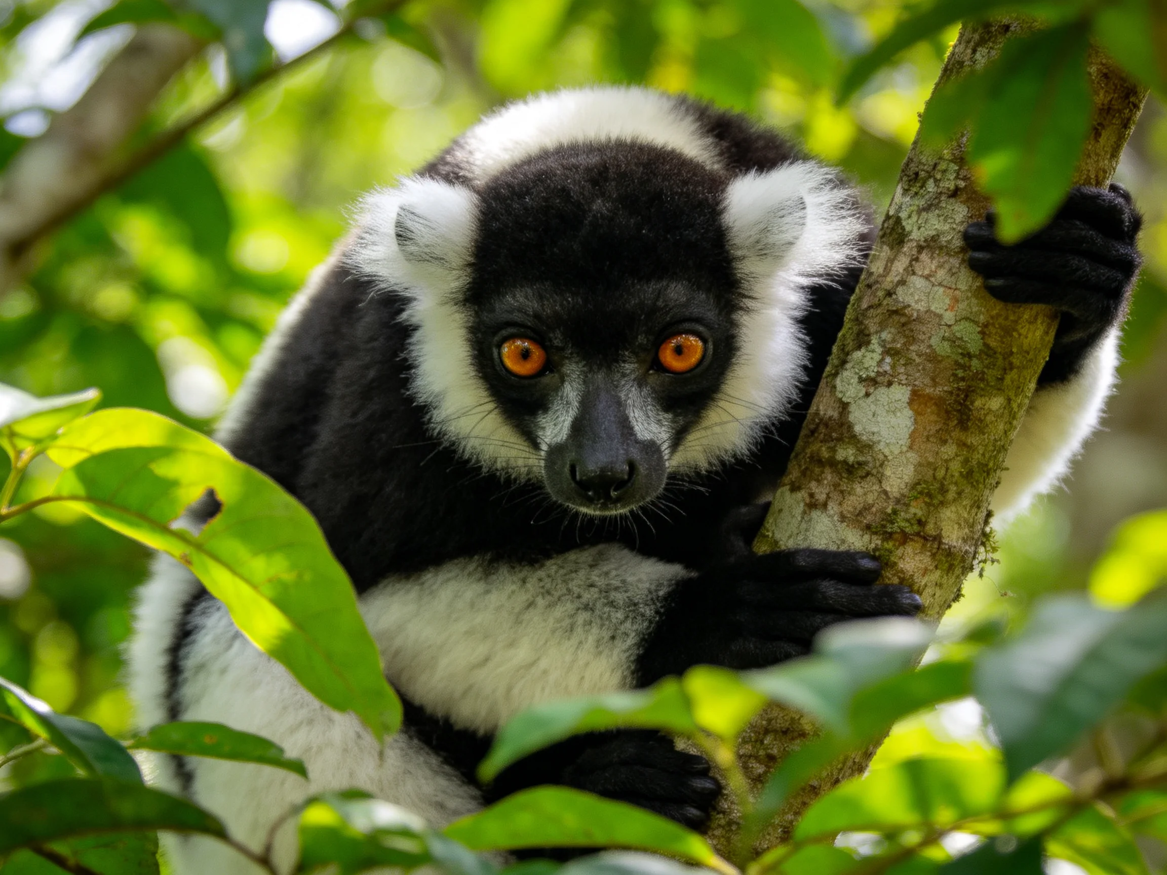 A black-and-white lemur clings to a tree branch in a sunlit forest filled with leaves.