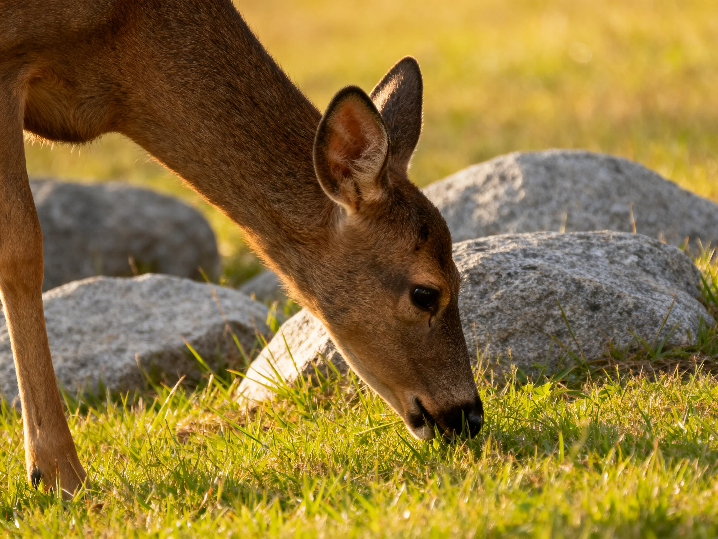 A brown deer grazes near gray rocks on green grass.