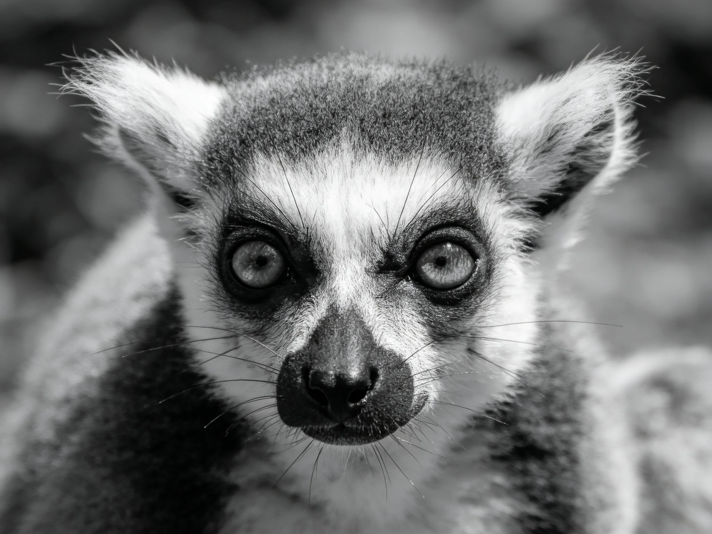Close-up black and white portrait of a curious lemur with large eyes