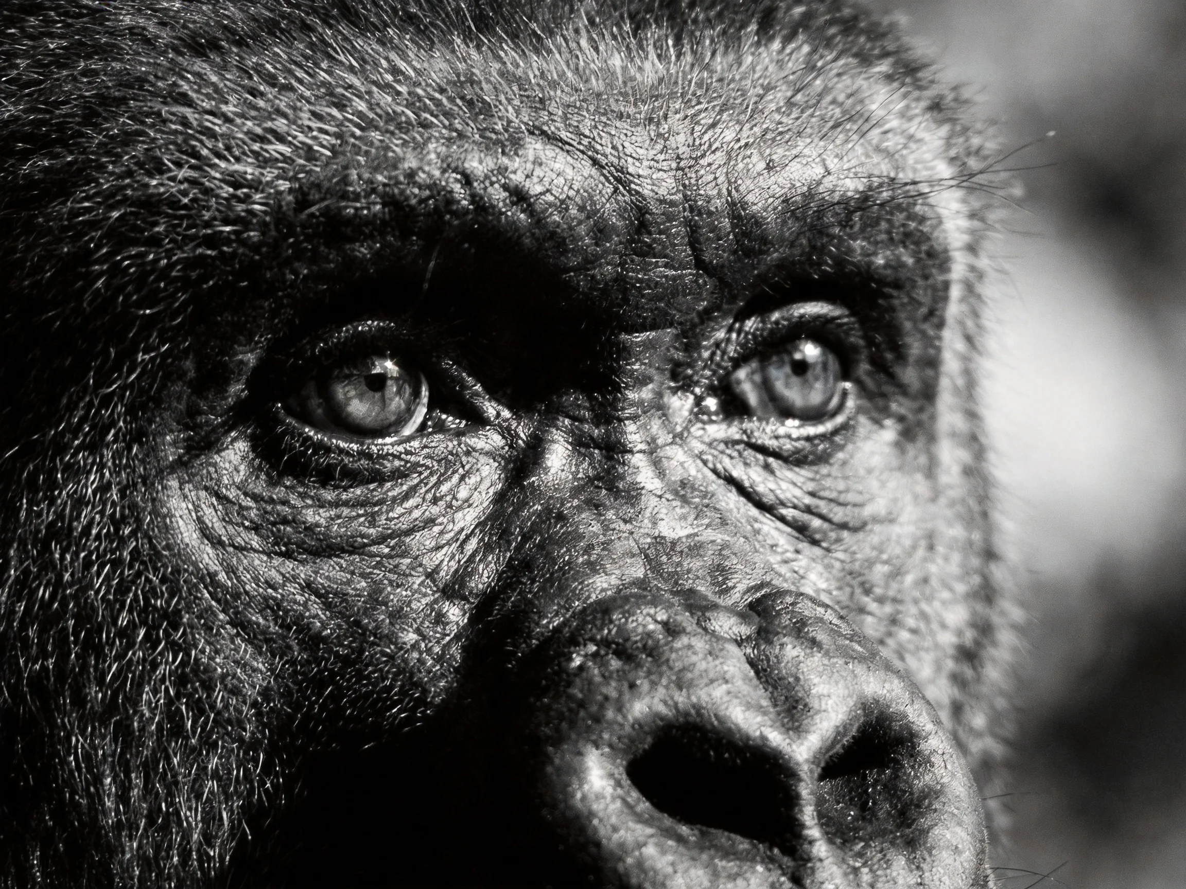 A close - up view of an adult gorilla’s face in monochrome.