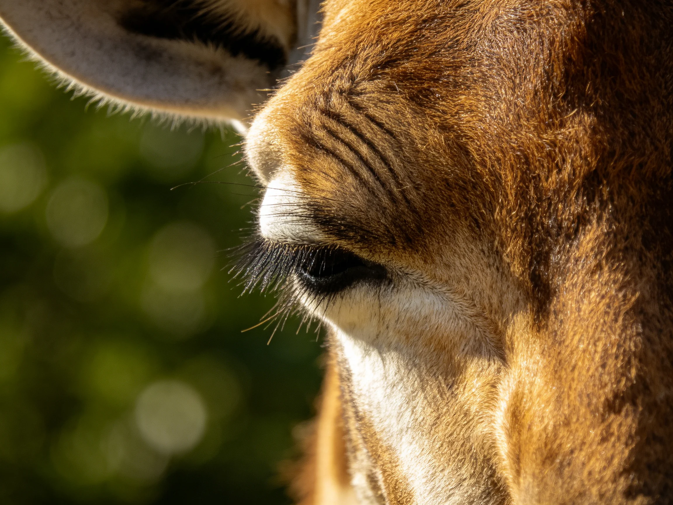 Close-up of a Giraffe’s Face with Textured Brown Fur and Detailed Eye Features