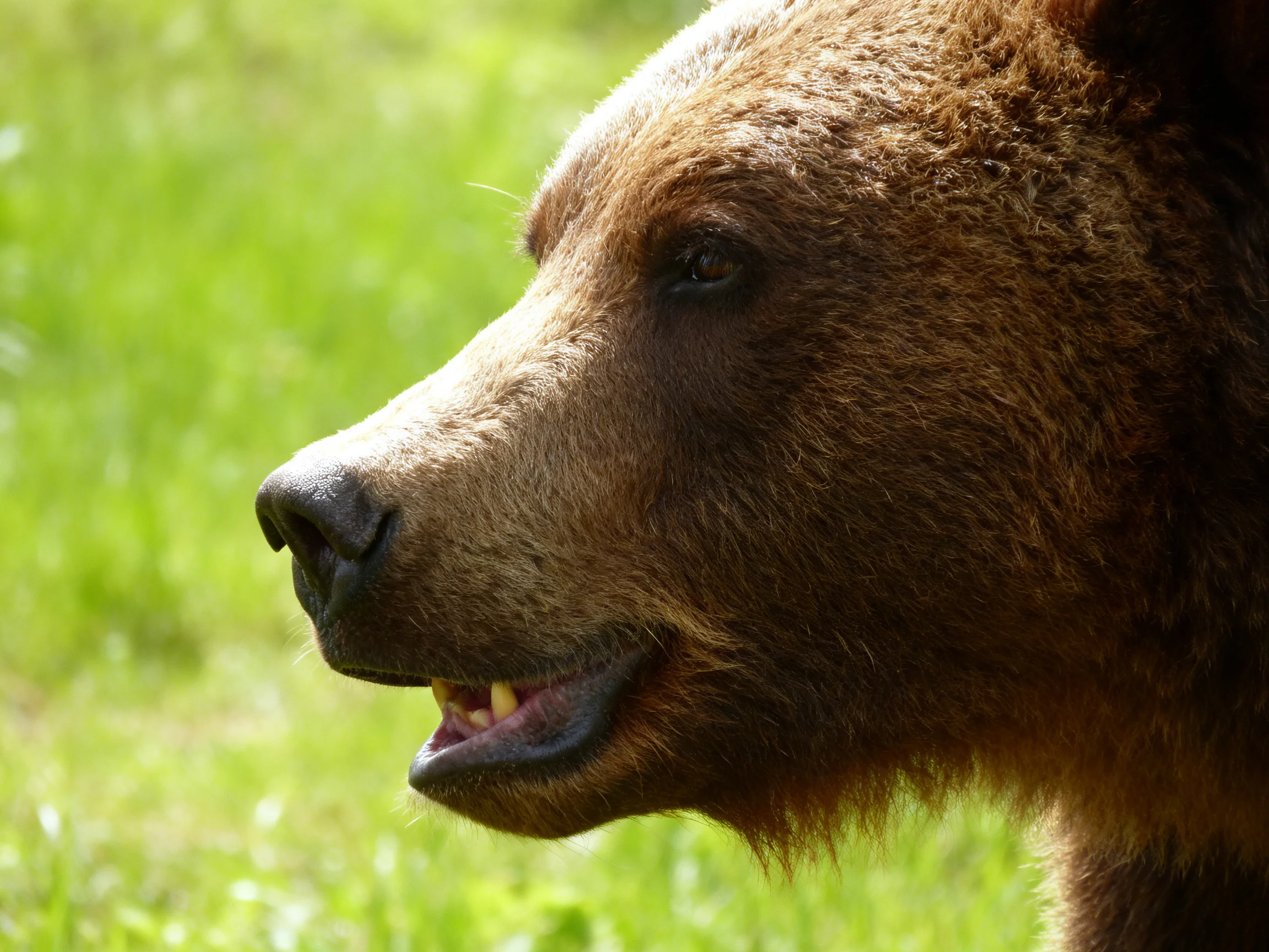 A brown bear is shown in profile against a green backdrop.