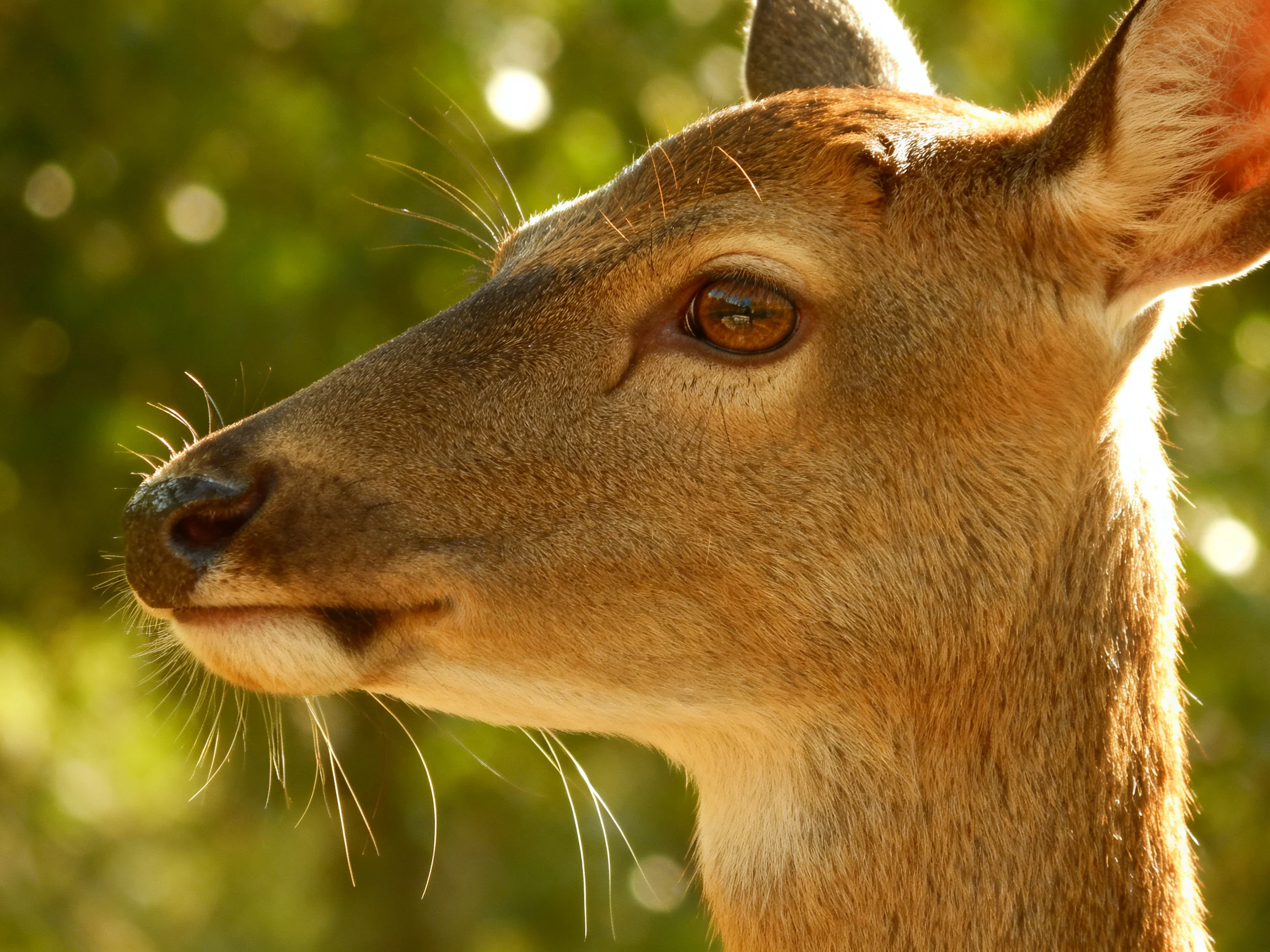 A close - up of a brown deer in a sunlit green forest setting.