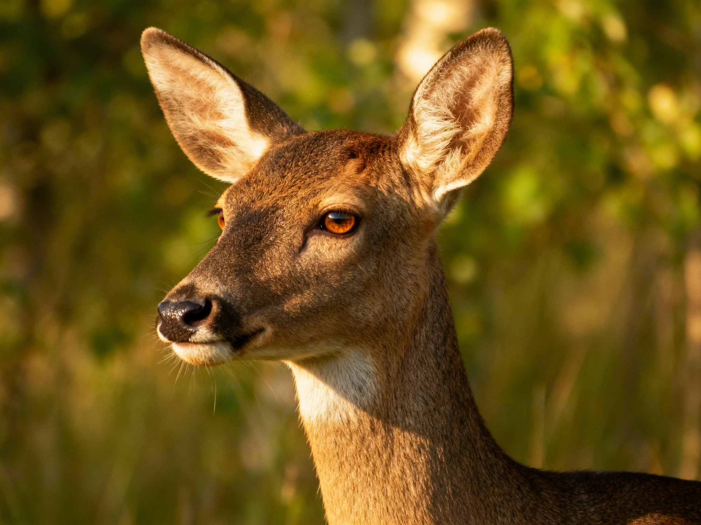 A brown deer with large ears is surrounded by green foliage.