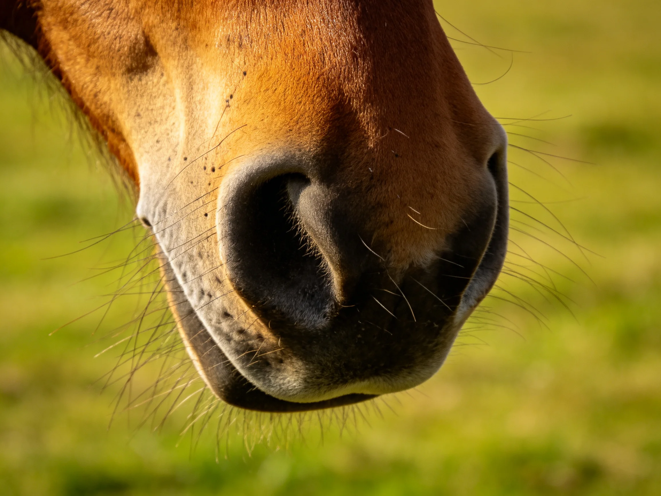 A close - up view of a brown horse’s nose with long whiskers in a green field.