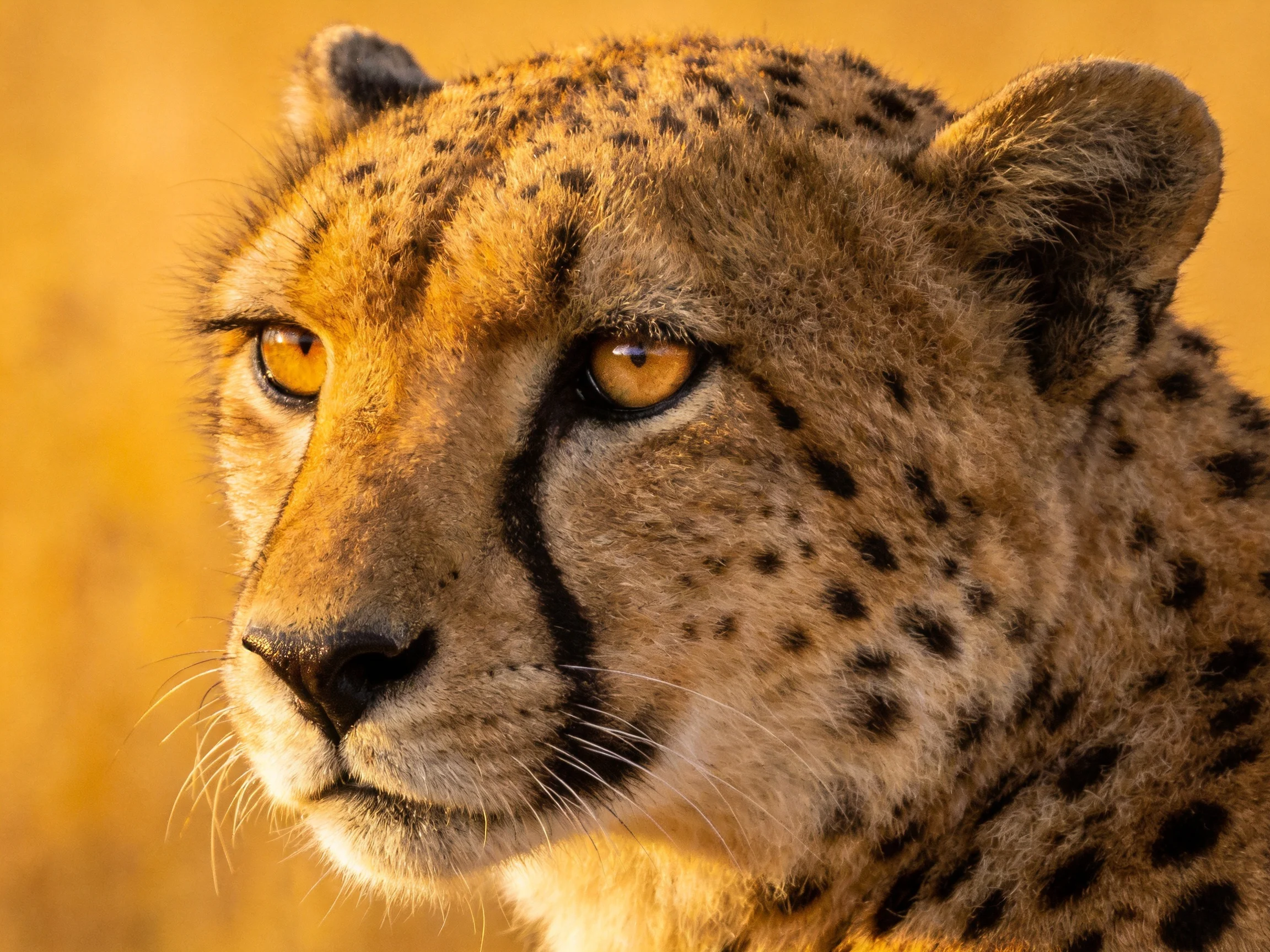 Close-up of a cheetah with amber eyes in a golden savannah setting