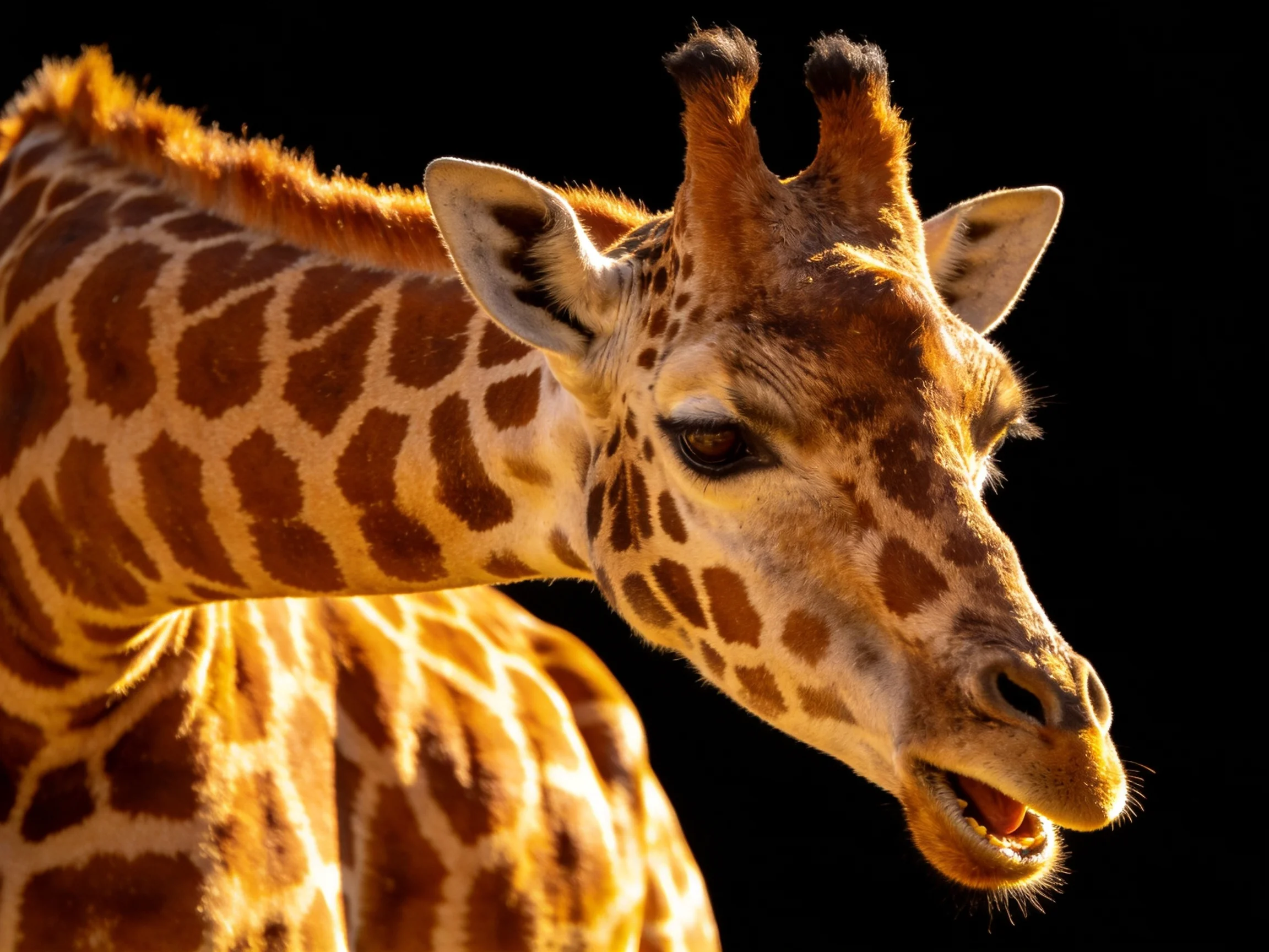 A giraffe with brown and cream spotted patterns is photographed up close.