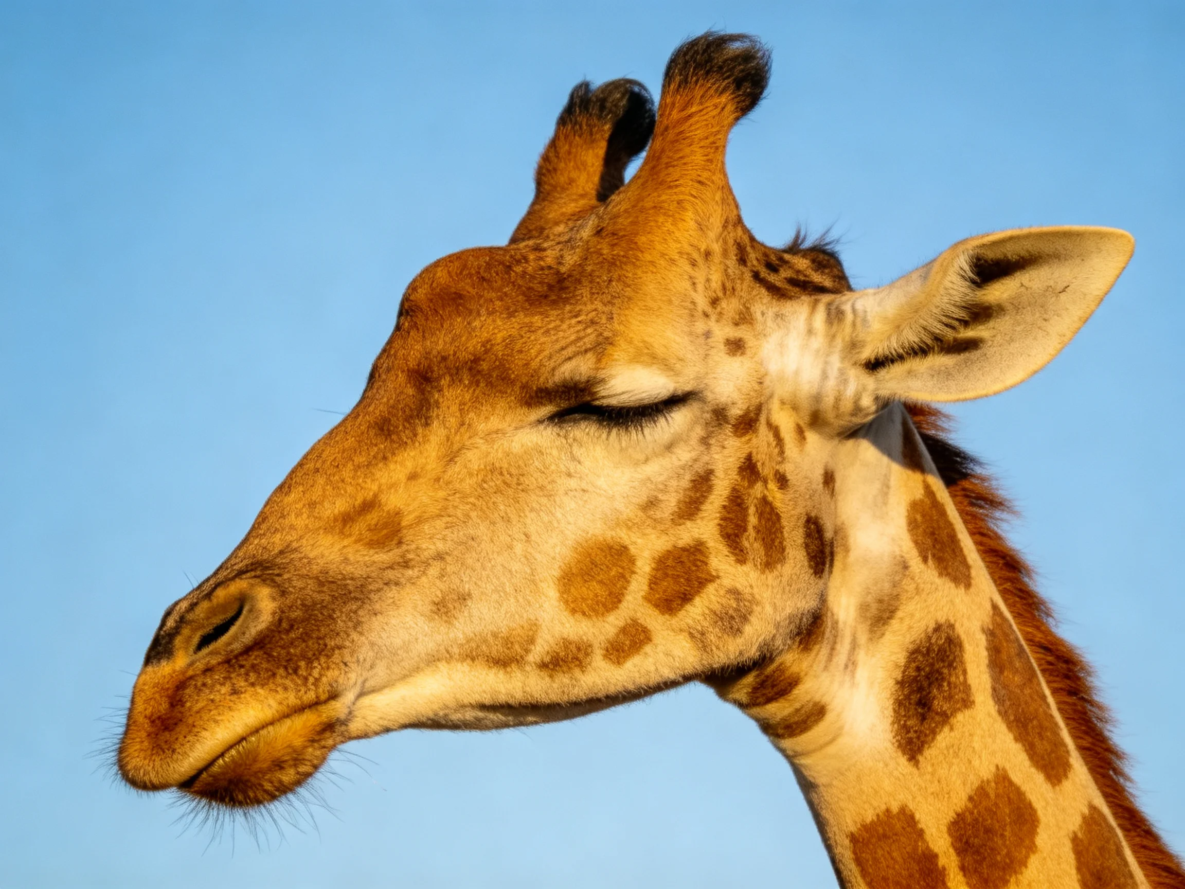 A giraffe with closed eyes is shown in profile against a clear blue sky.