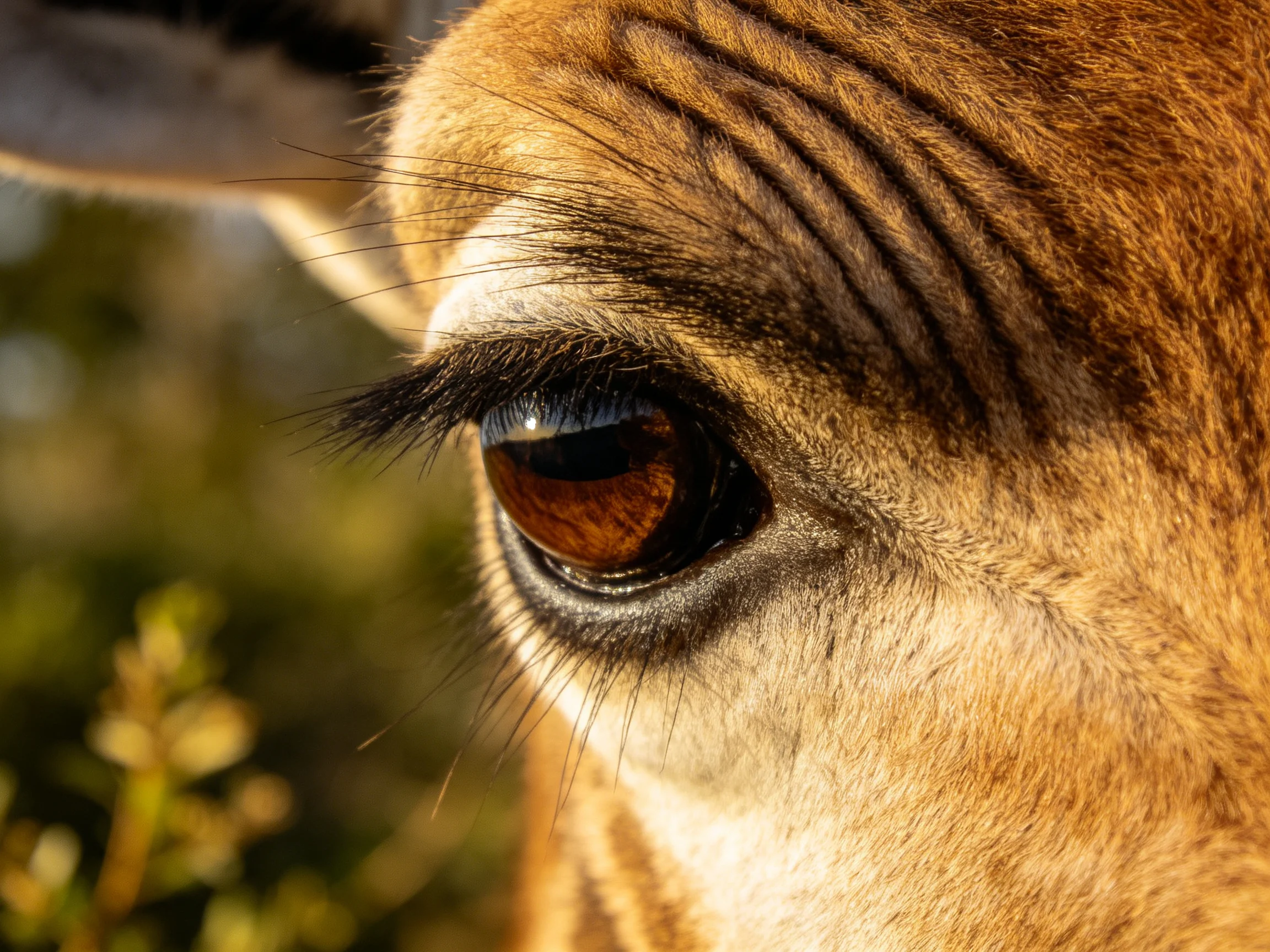 A giraffe’s eye is shown up close, with textured fur and a natural backdrop.