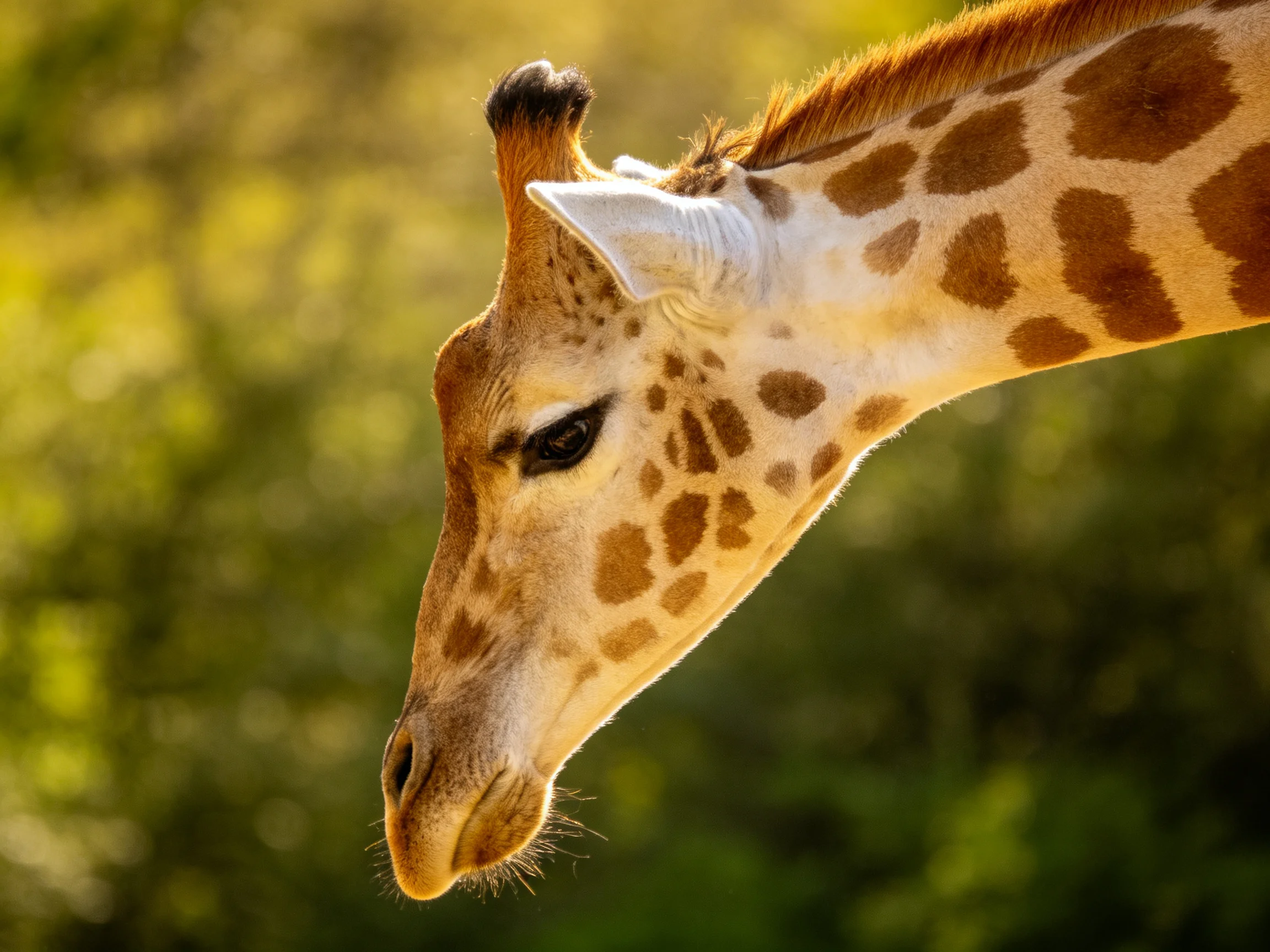 Close-up of a giraffes head showcasing brown spotted patterns