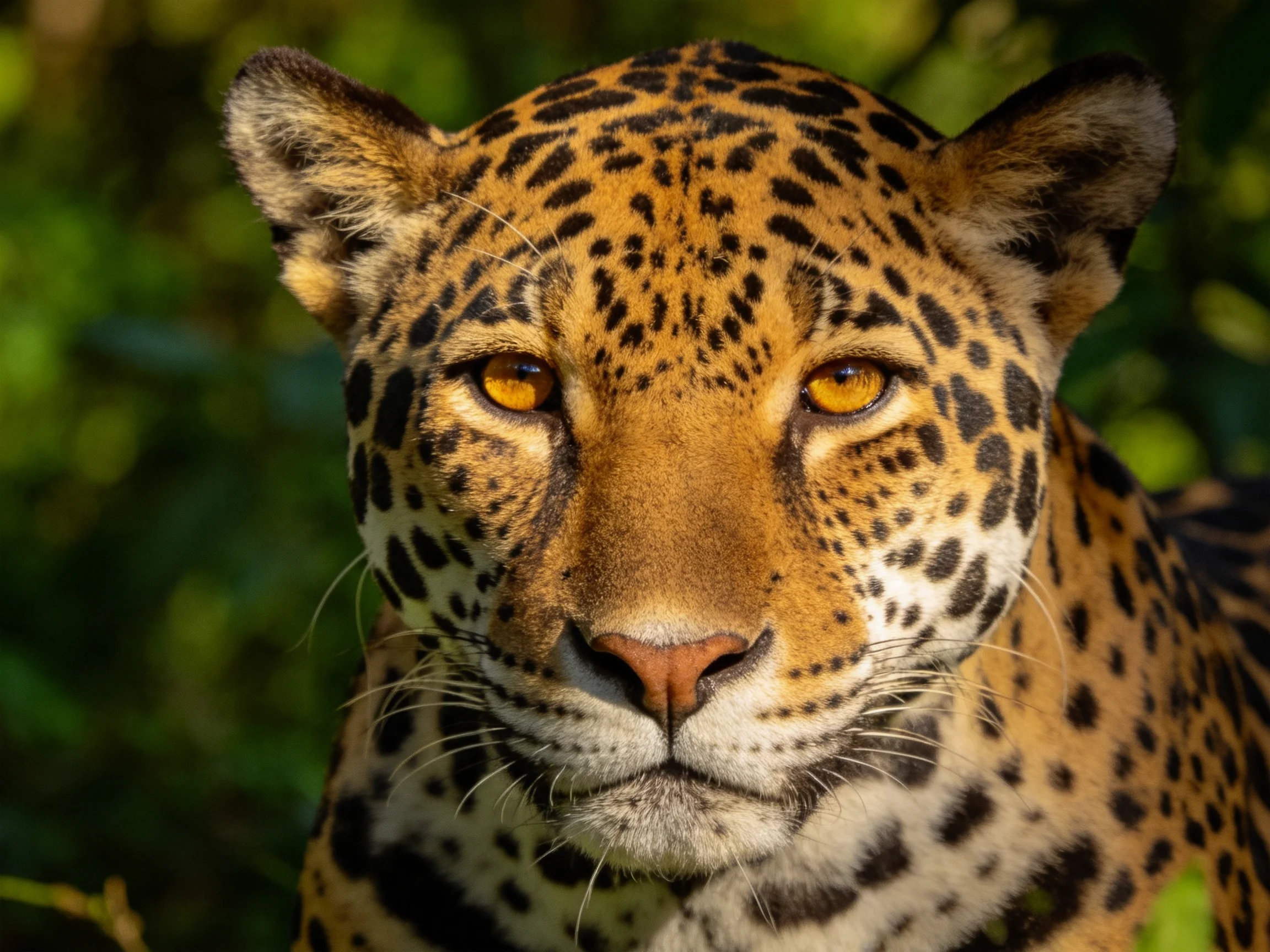 Close-up of a golden-spotted jaguar with amber eyes in lush greenery